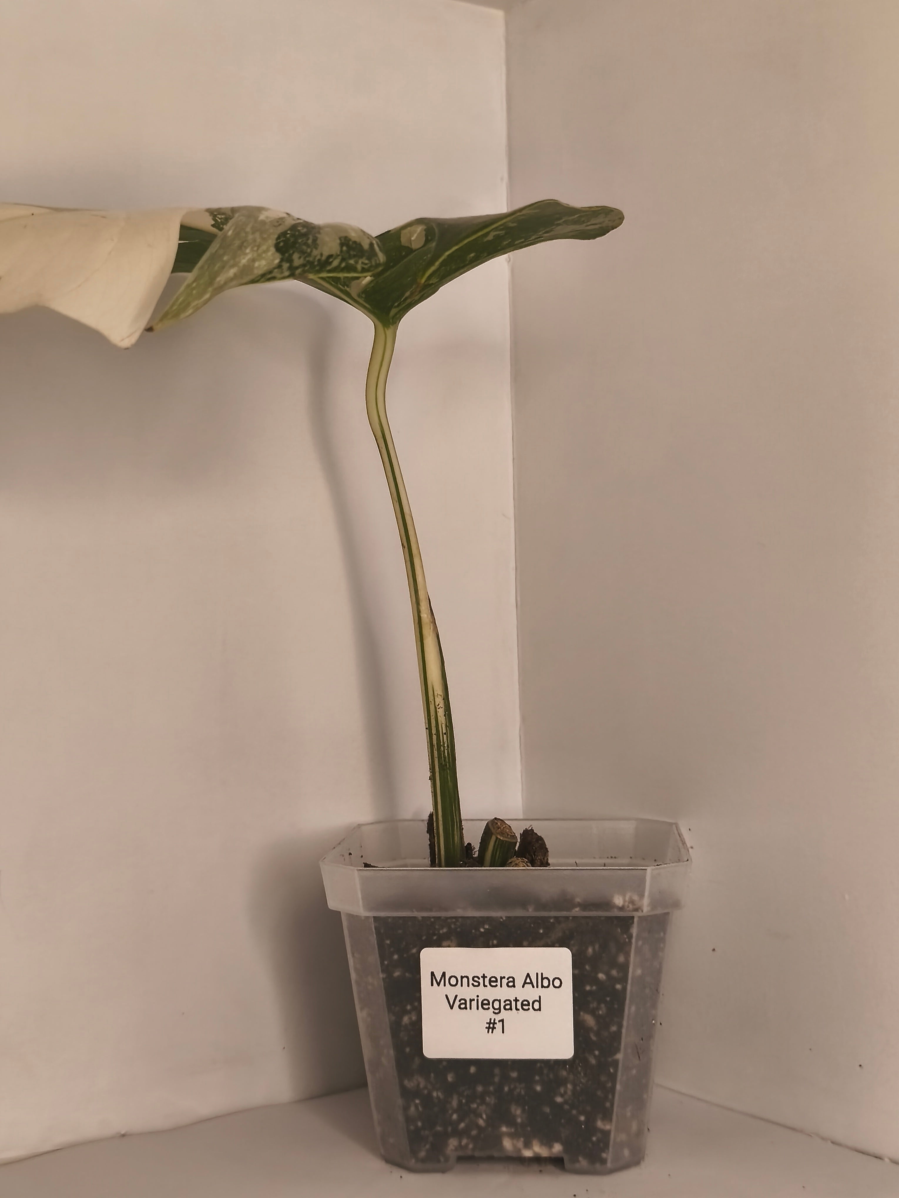 Monstera Albo variegated #1