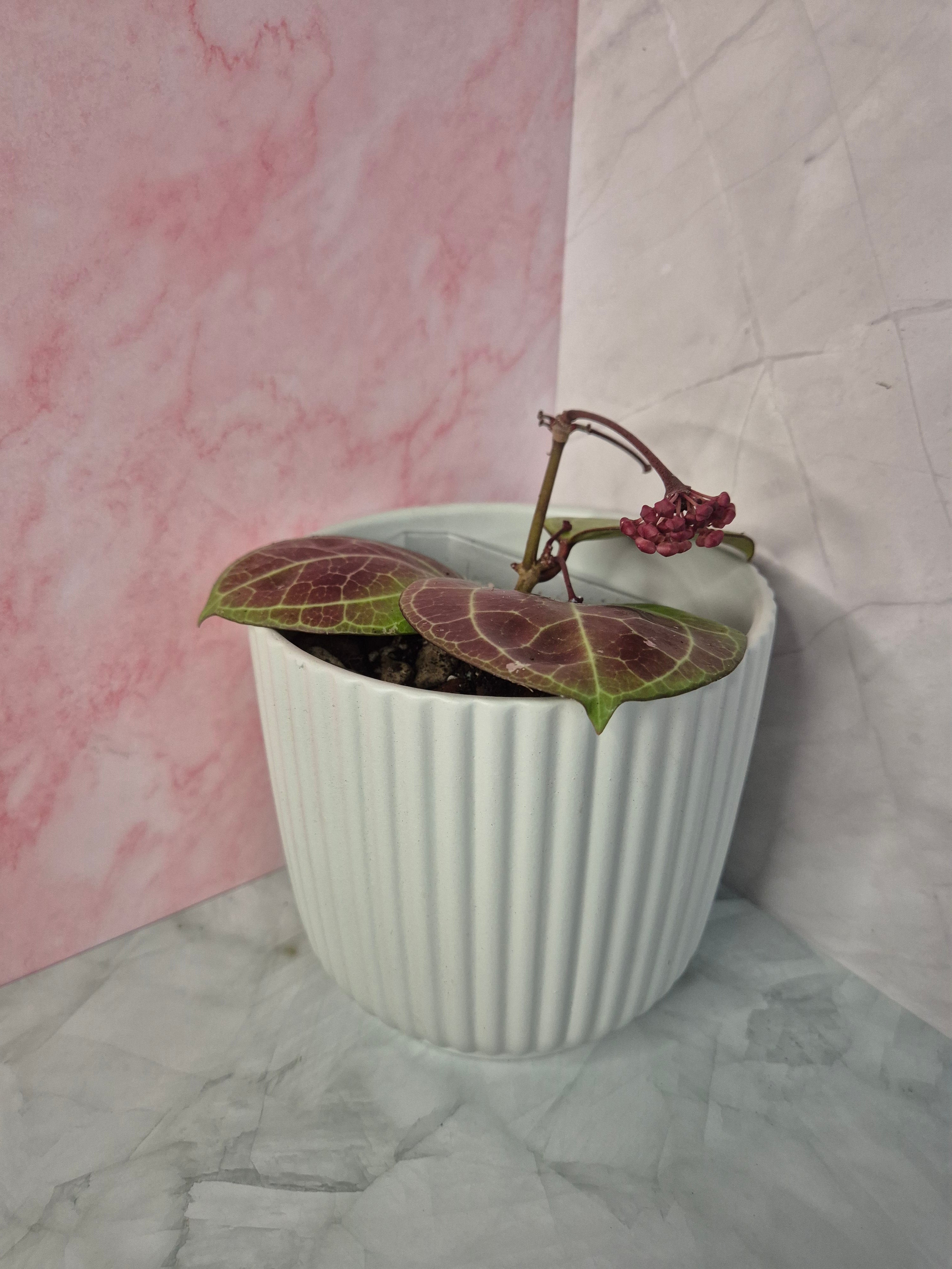 Hoya Sarawak Cream #5
