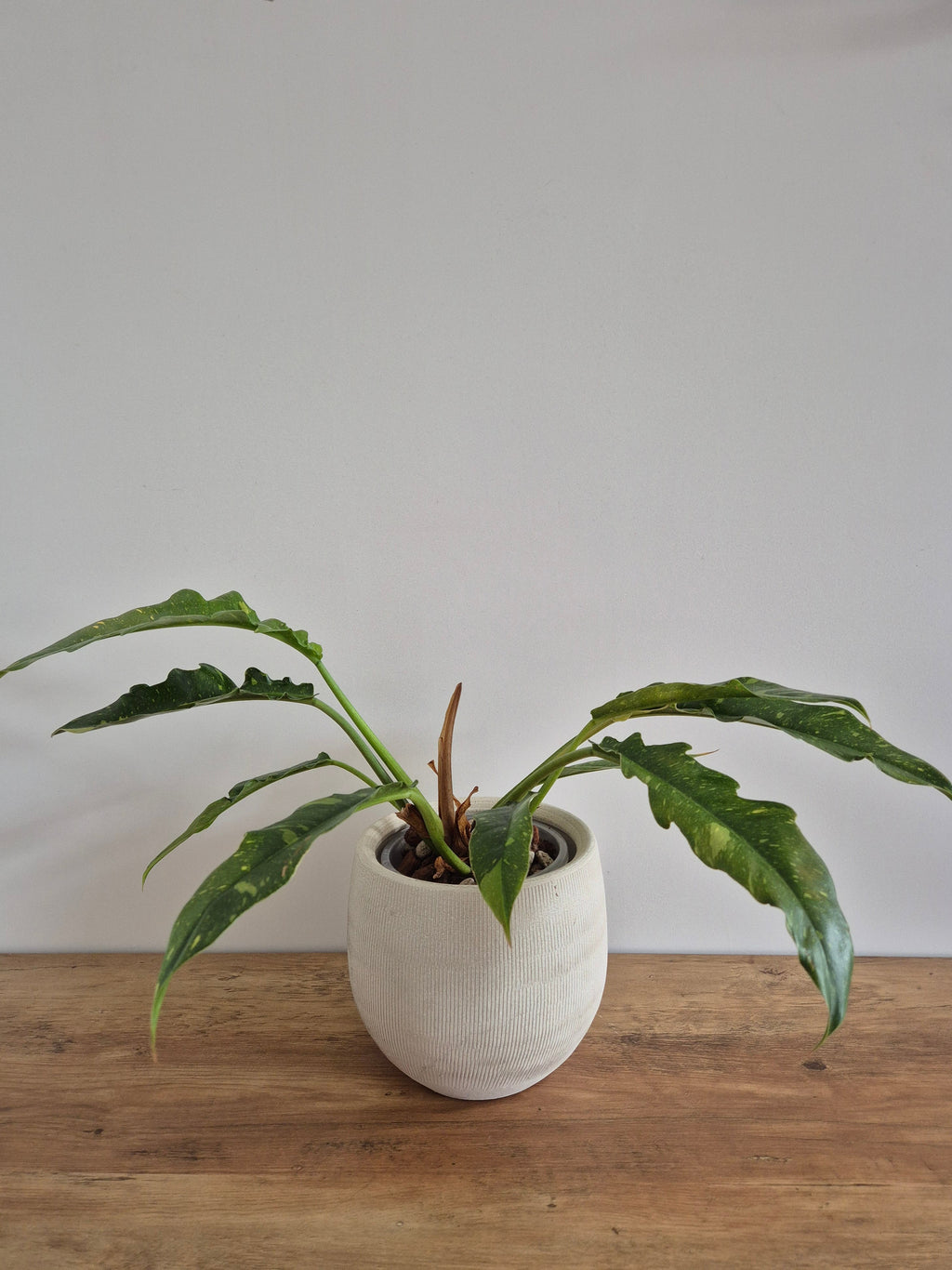 Philodendron Ring of Fire #3