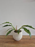 Philodendron Ring of Fire #3