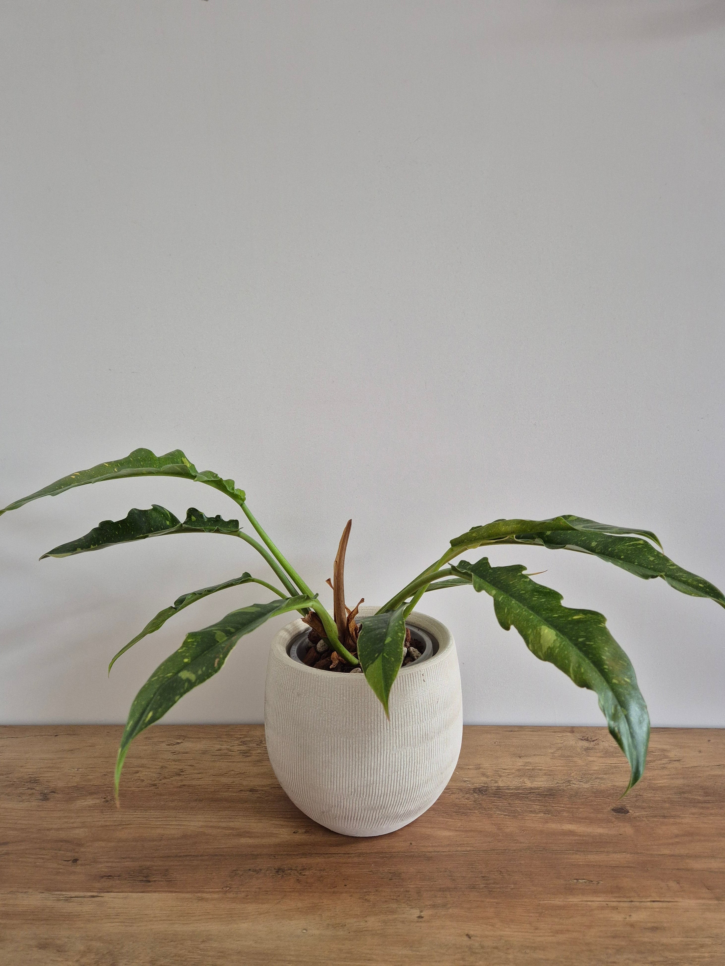 Philodendron Ring of Fire #3