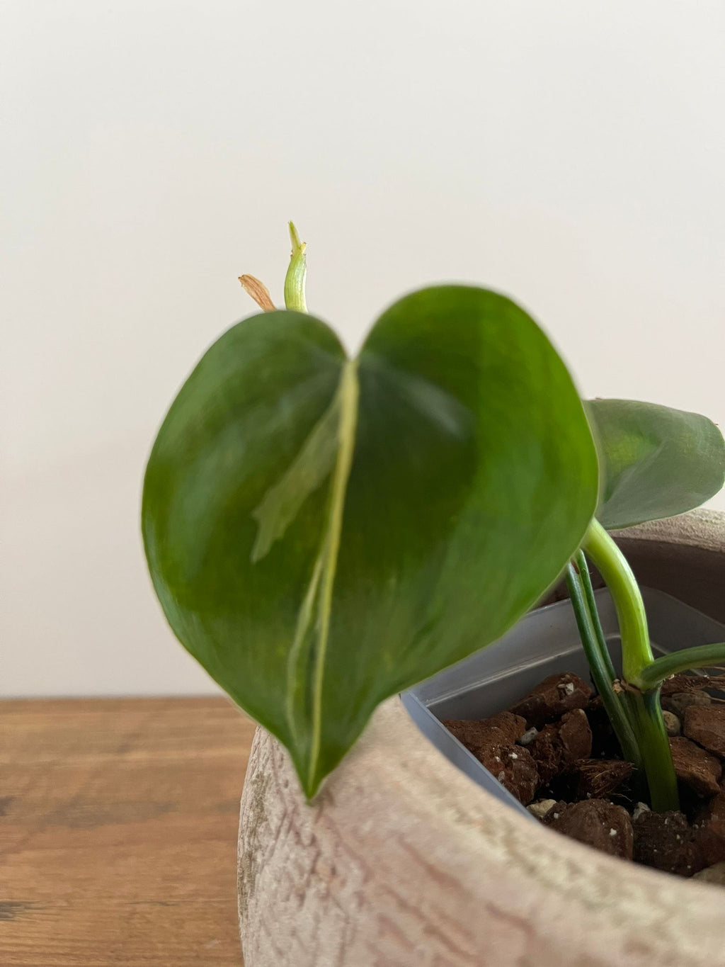 Philodendron Brasil Silver Stripe #1