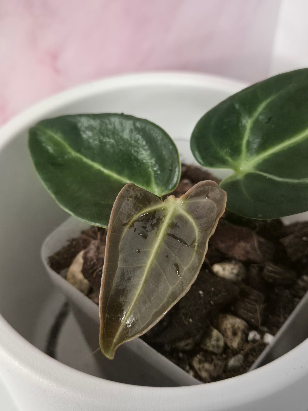 Anthurium Regale #13