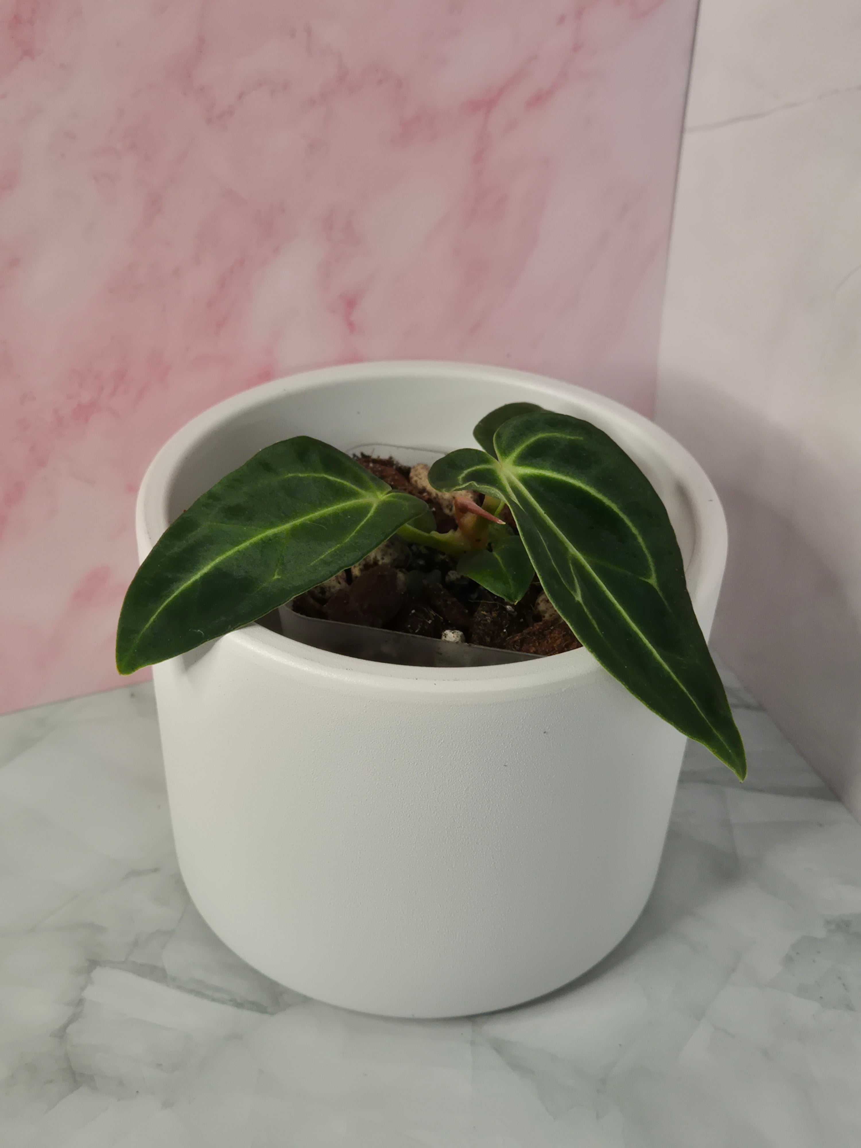 Anthurium Regale #11