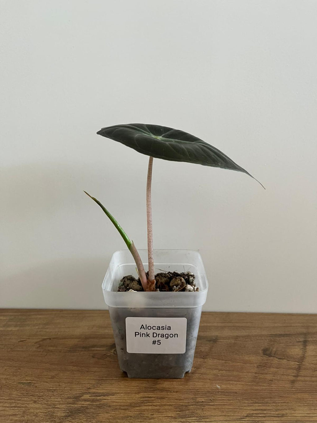 Alocasia Pink Dragon #5
