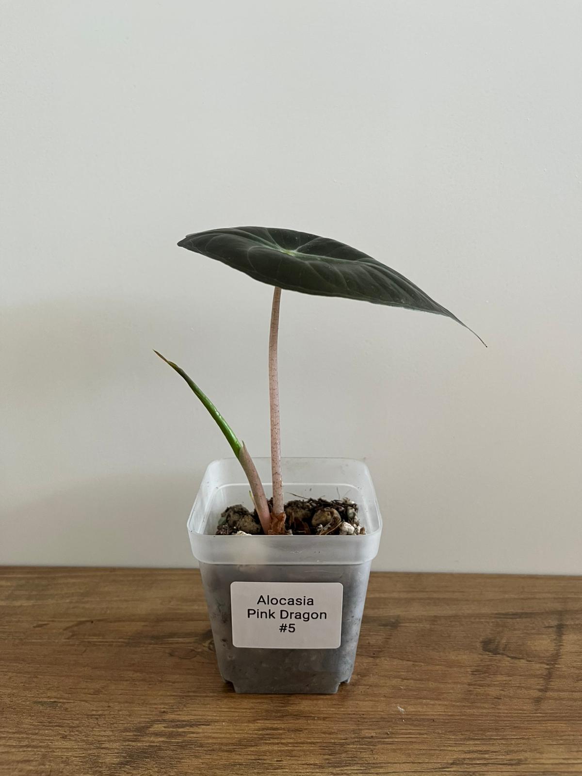 Alocasia Pink Dragon #5