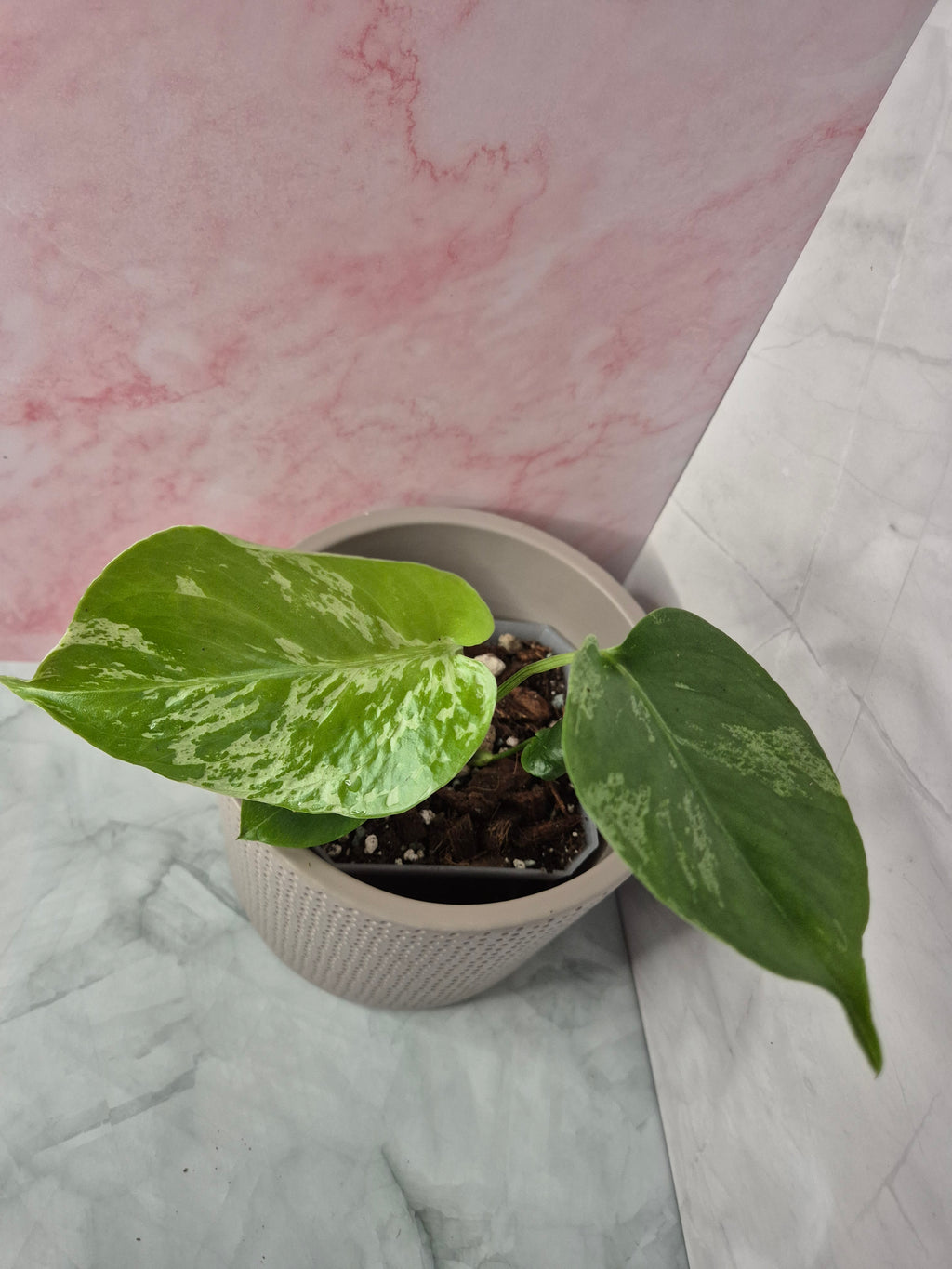 Monstera Deliciosa Bulbasaur #2