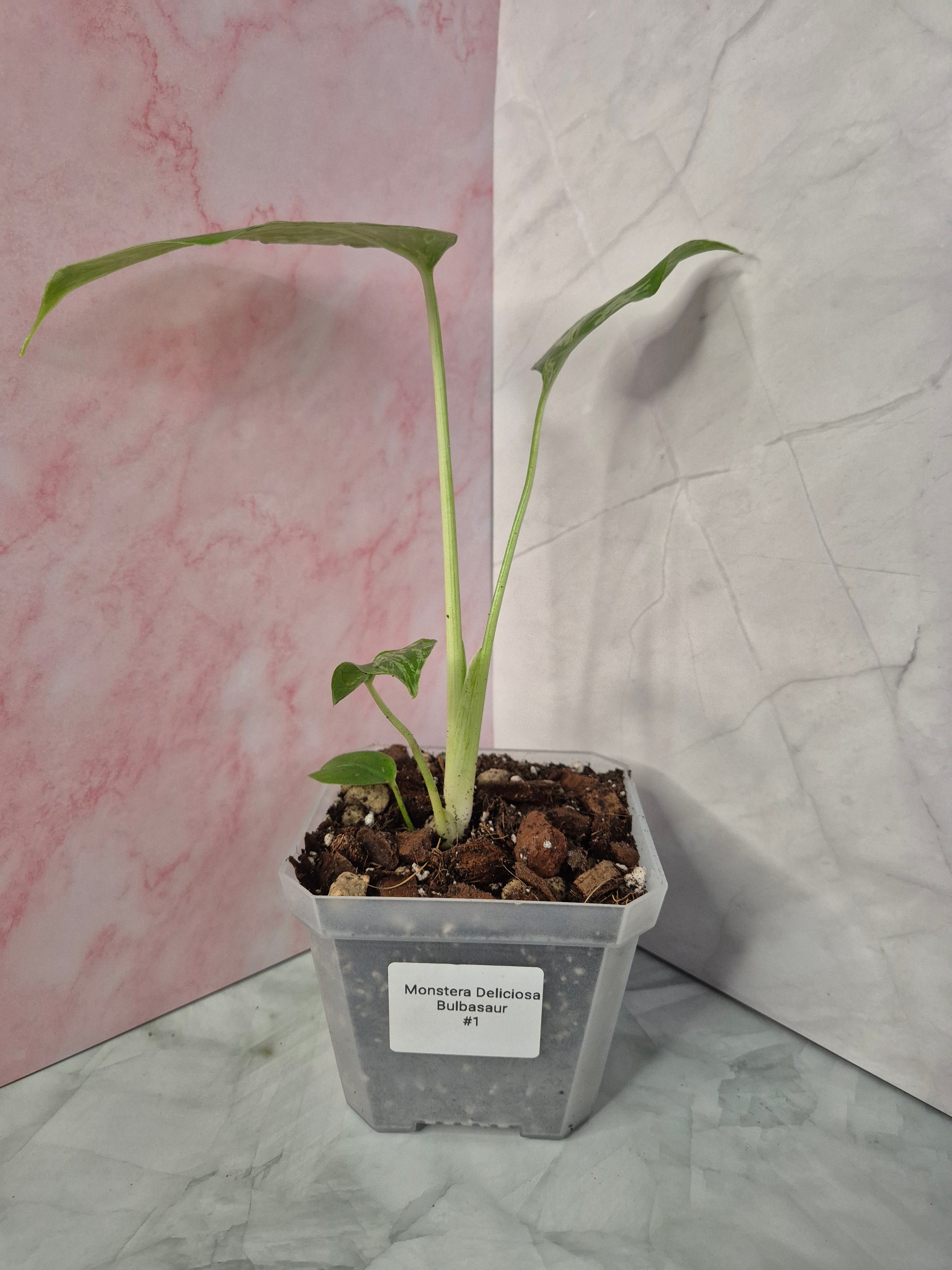 Monstera Deliciosa Bulbasaur #1