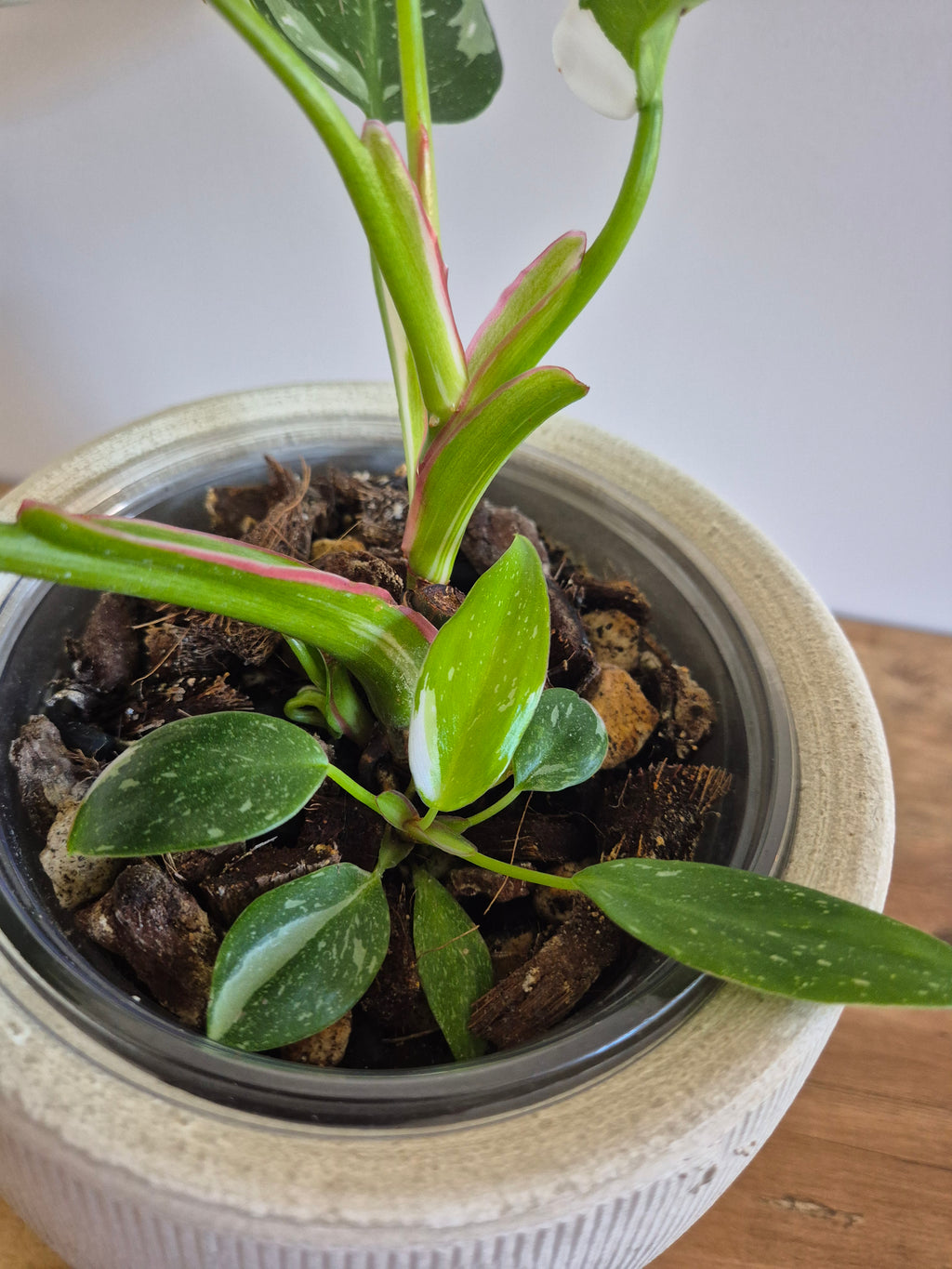 Philodendron White Princess #7