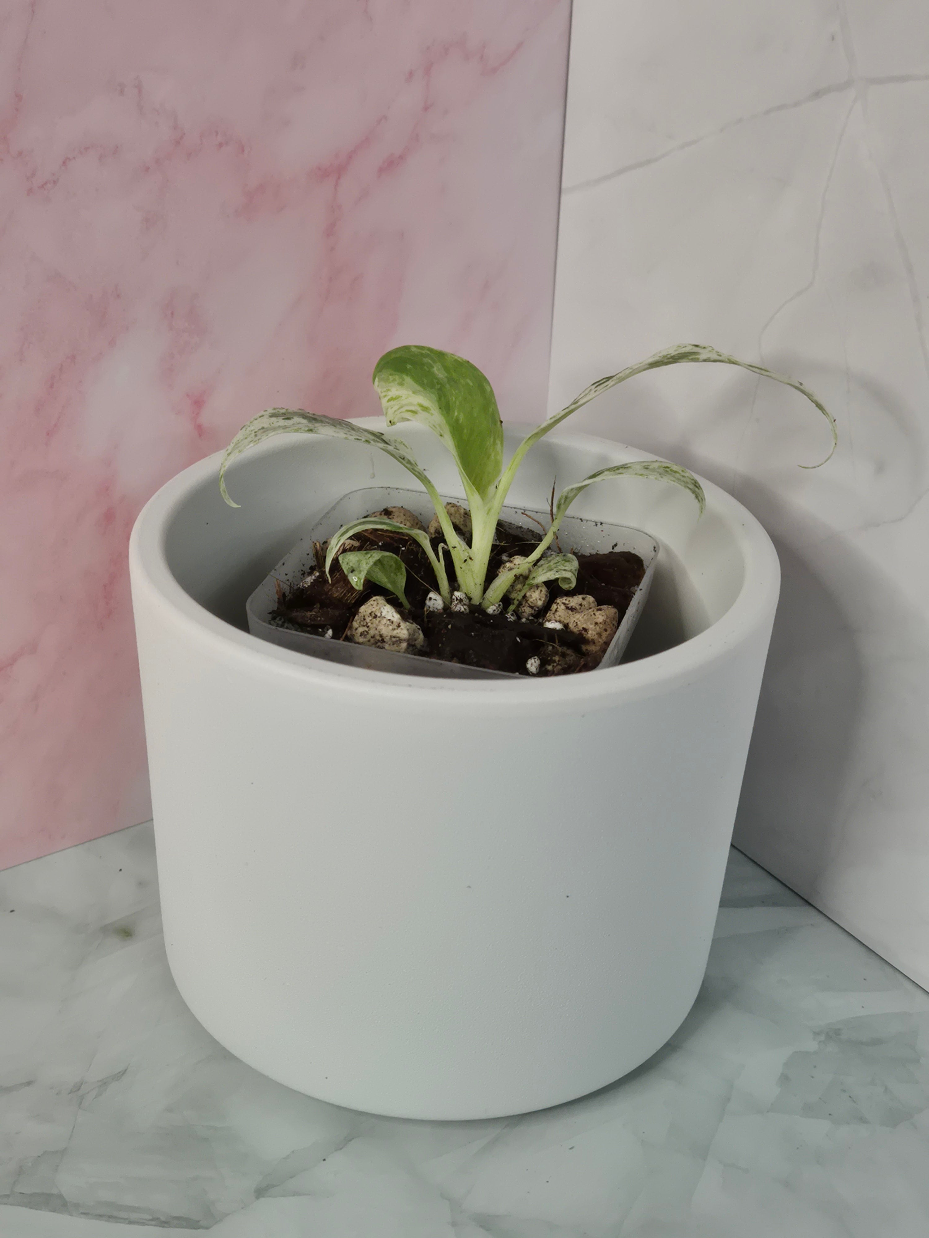 Rhaphidophora Puberula Variegata #11