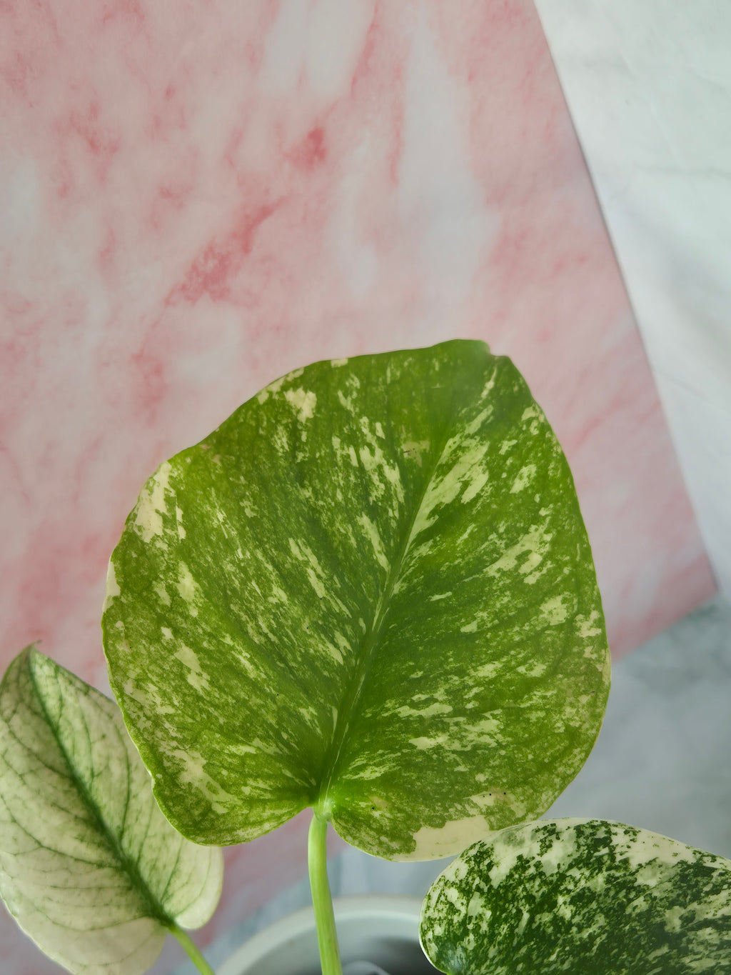 Monstera mint #1