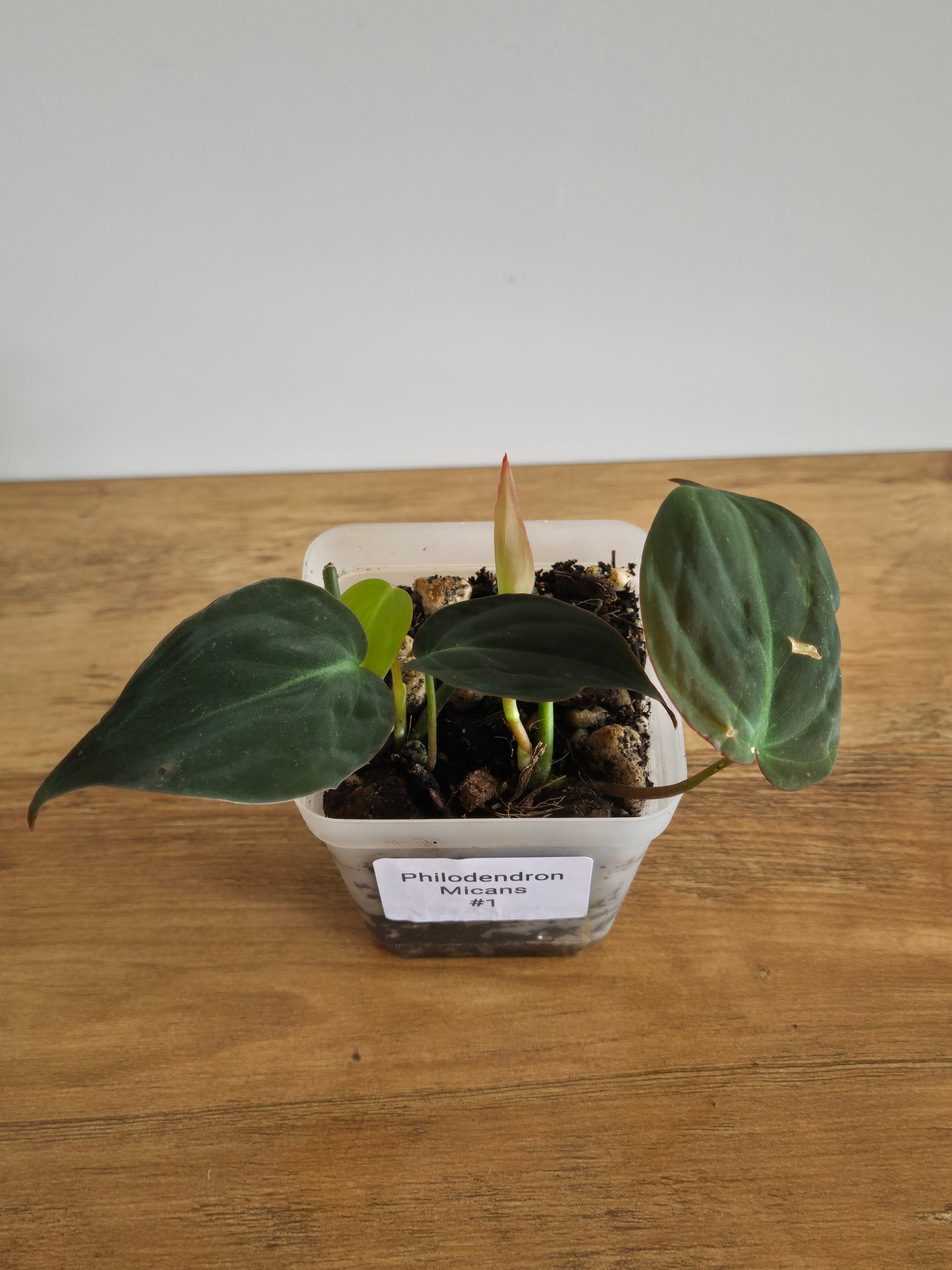 Philodendron Micans #1