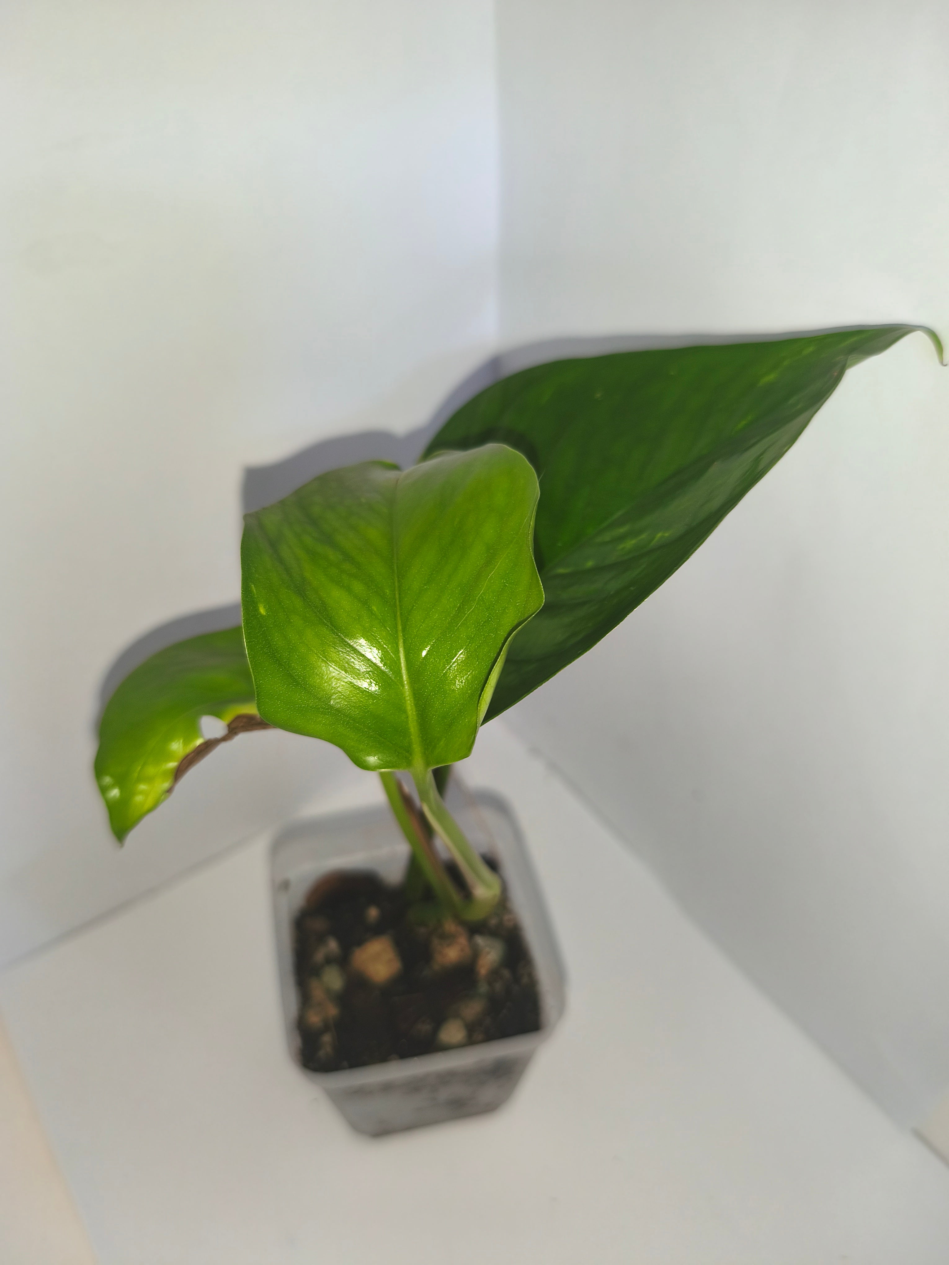 Epipremnum aureum #3