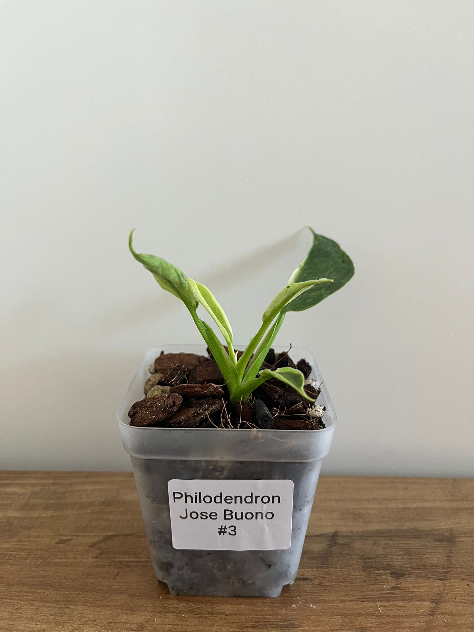 Philodendron Jose Buono #3