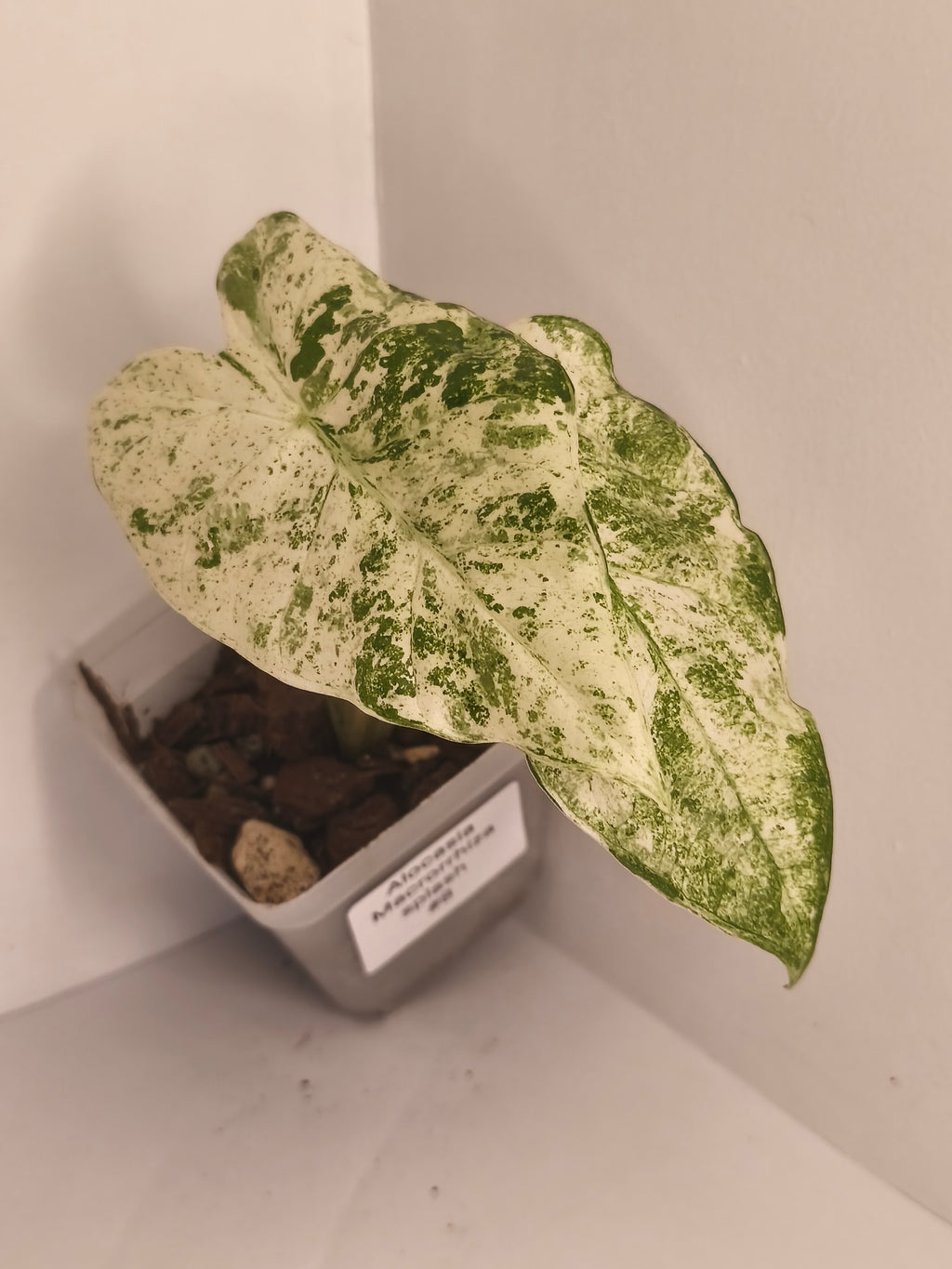 Alocasia Macrorrhiza Splash #8