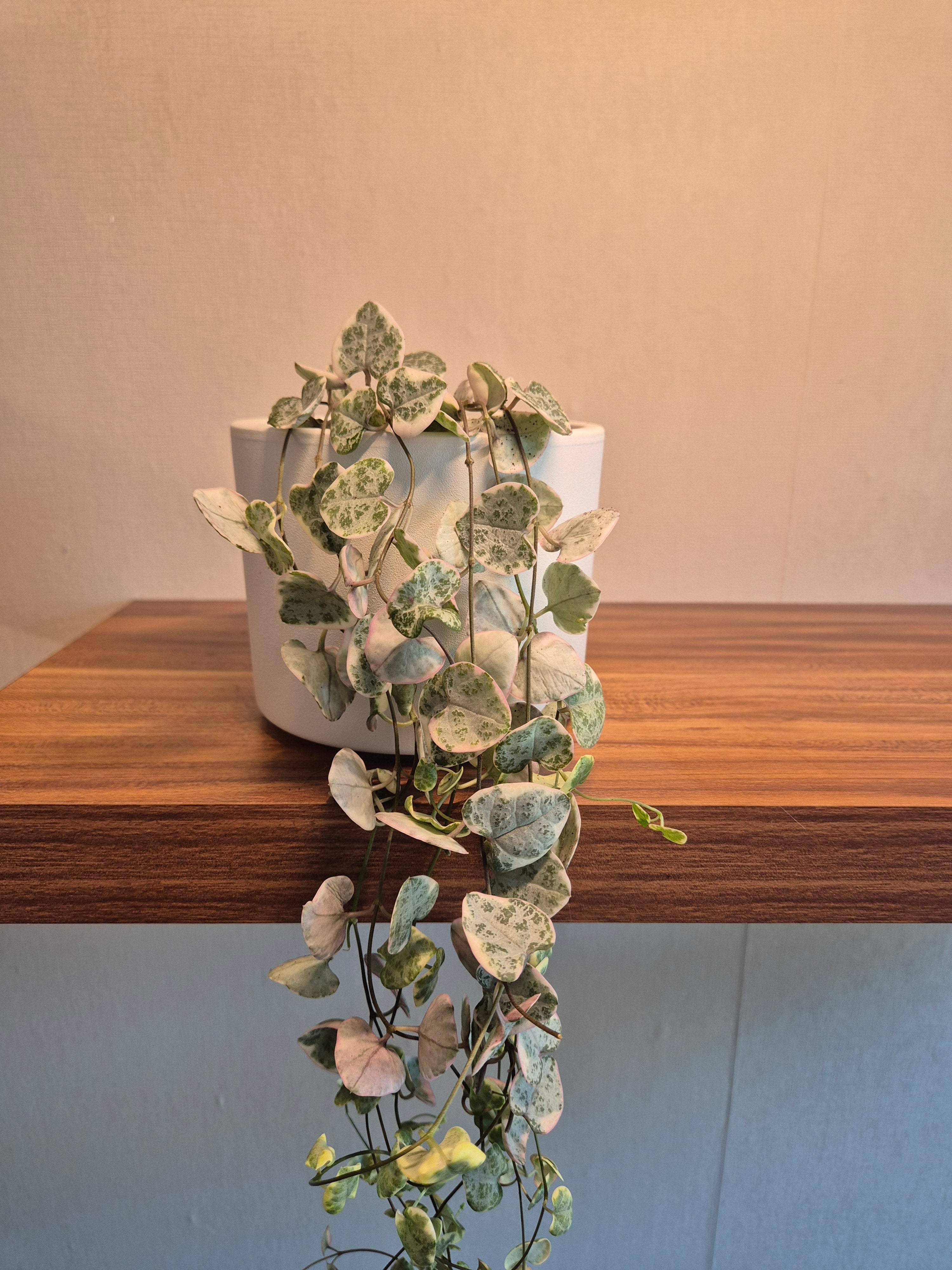 Ceropegia Woodii Variegata #1