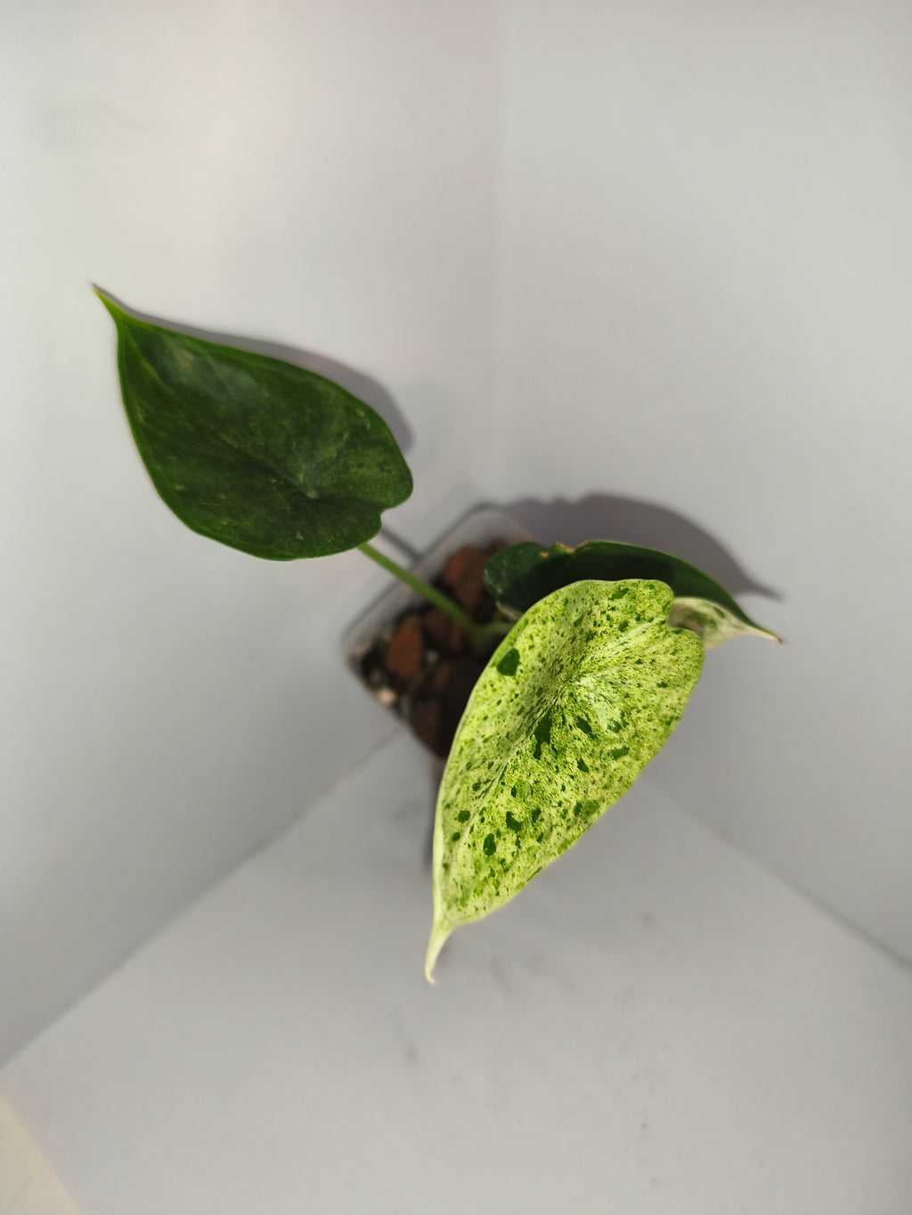 Alocasia Dragon Scale mint #2