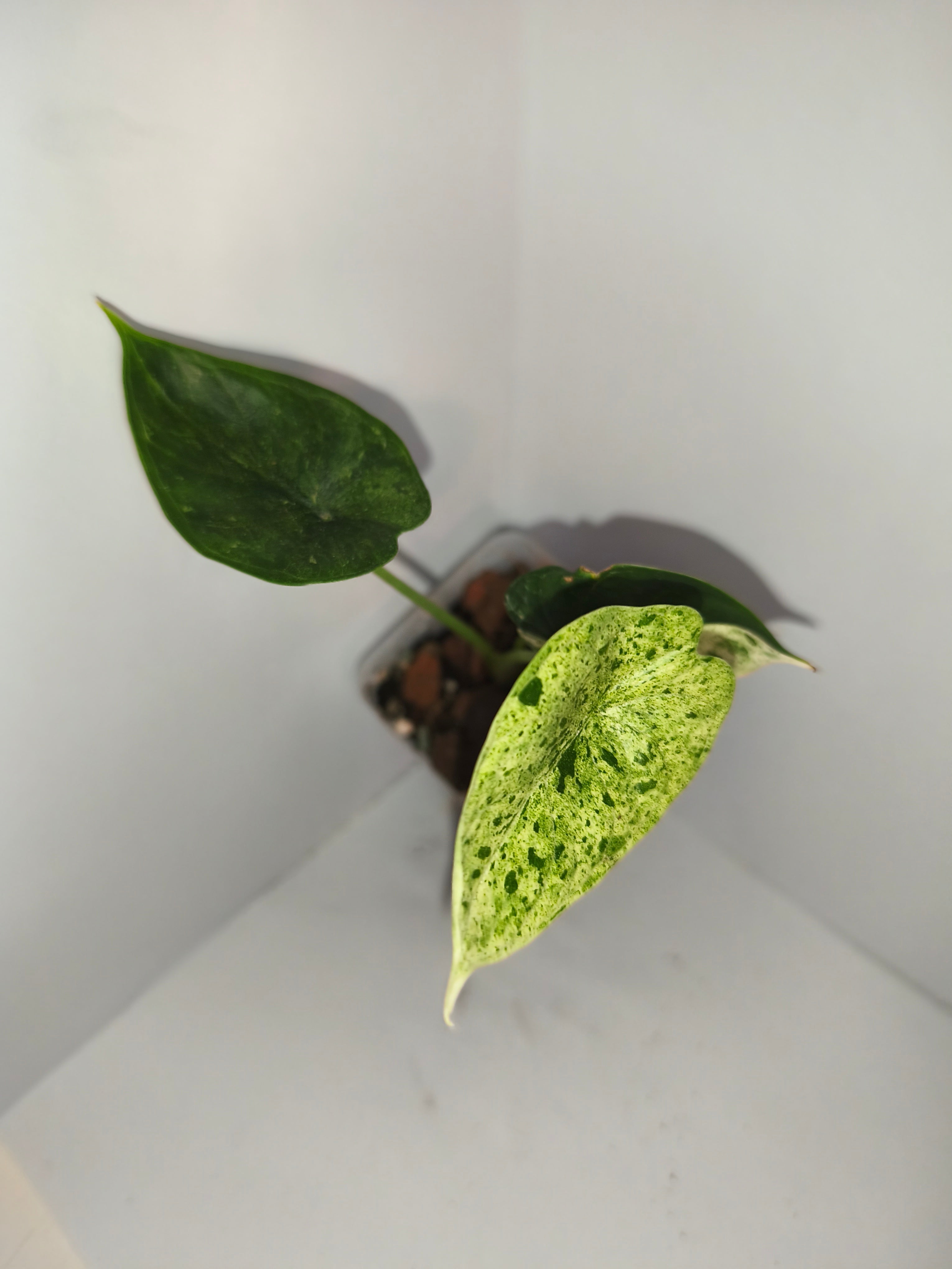 Alocasia Dragon Scale mint #2