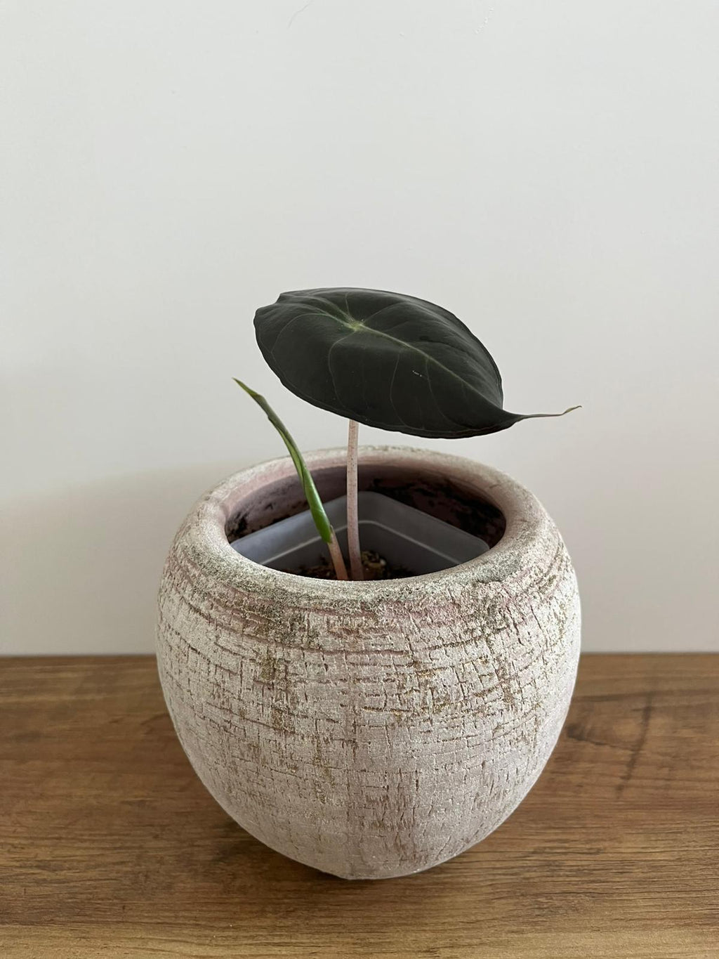 Alocasia Pink Dragon #4