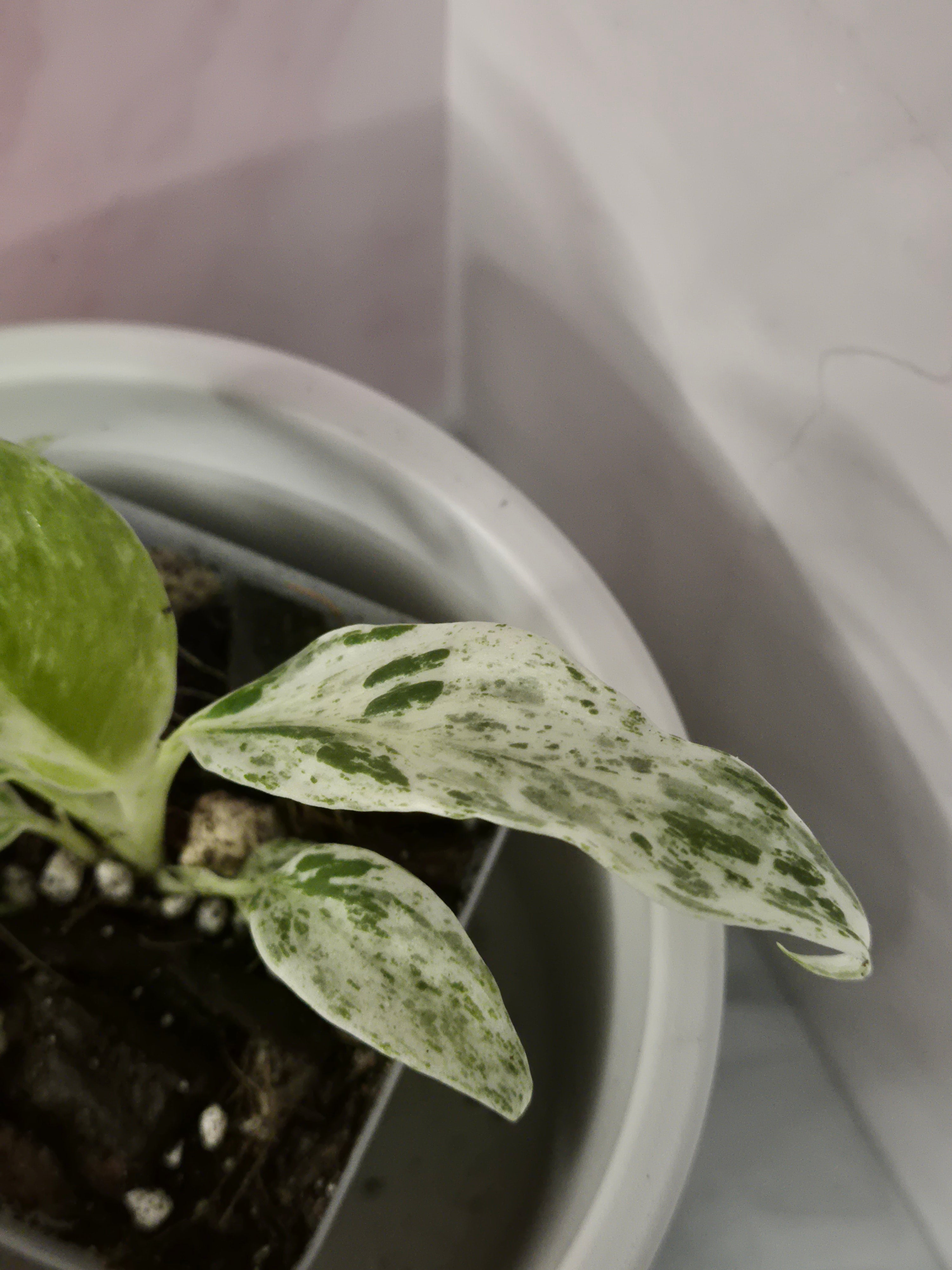 Rhaphidophora Puberula Variegata #11