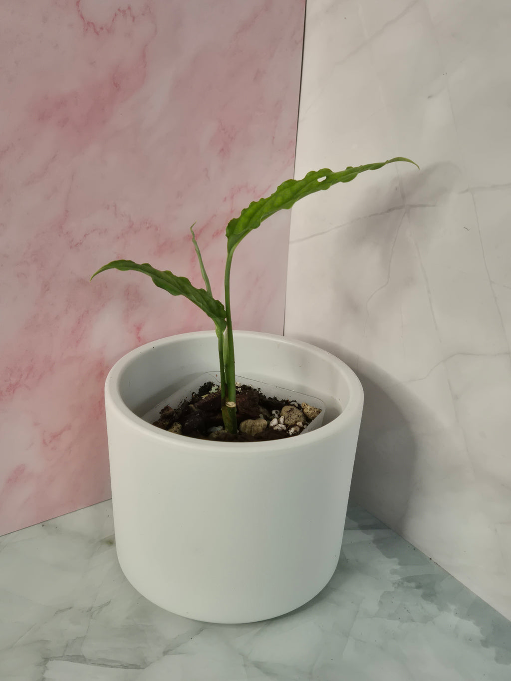 Monstera Obliqua Peru #5