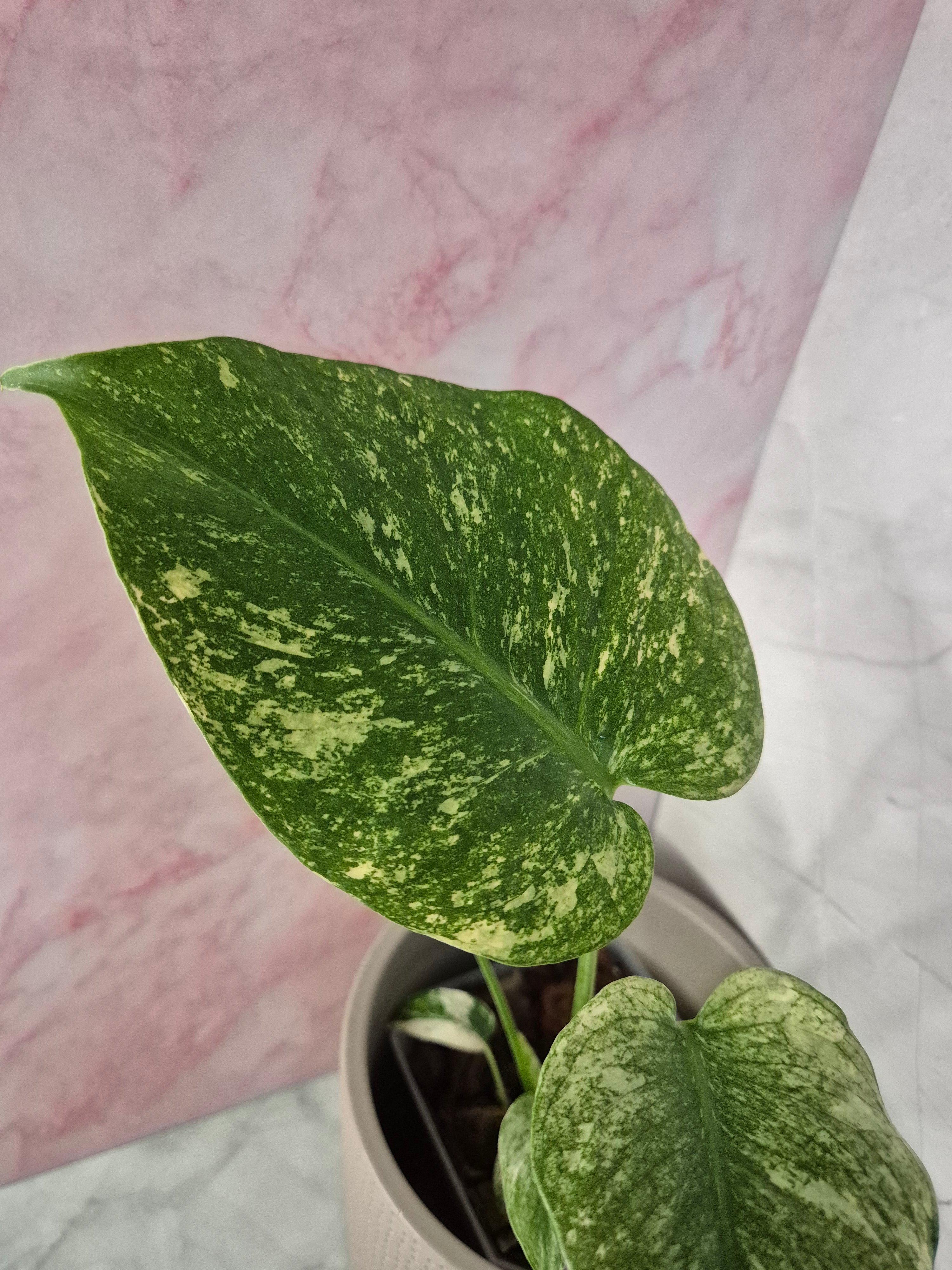 Monstera Mint #5