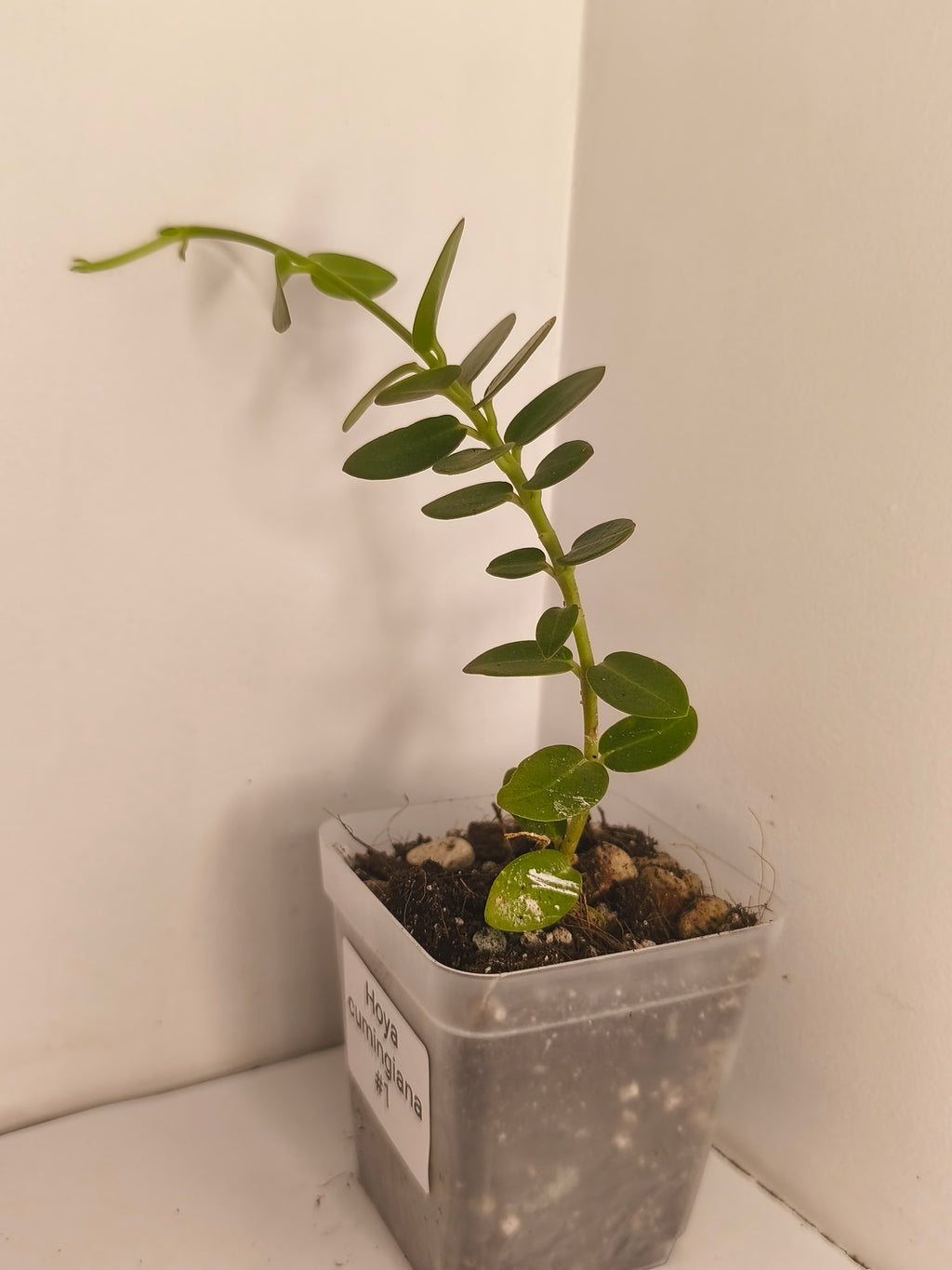 Hoya Cumingiana #1