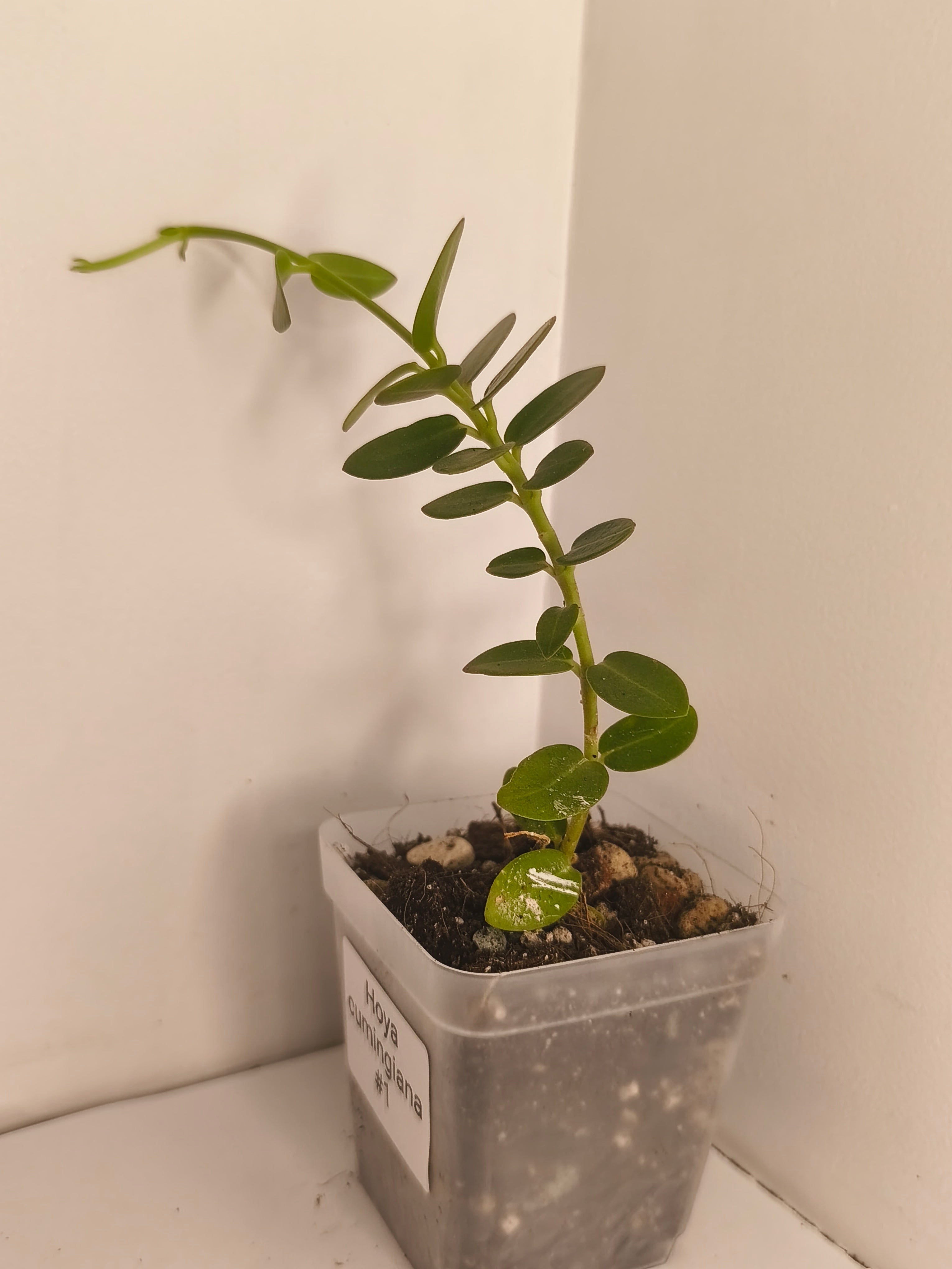 Hoya Cumingiana #1