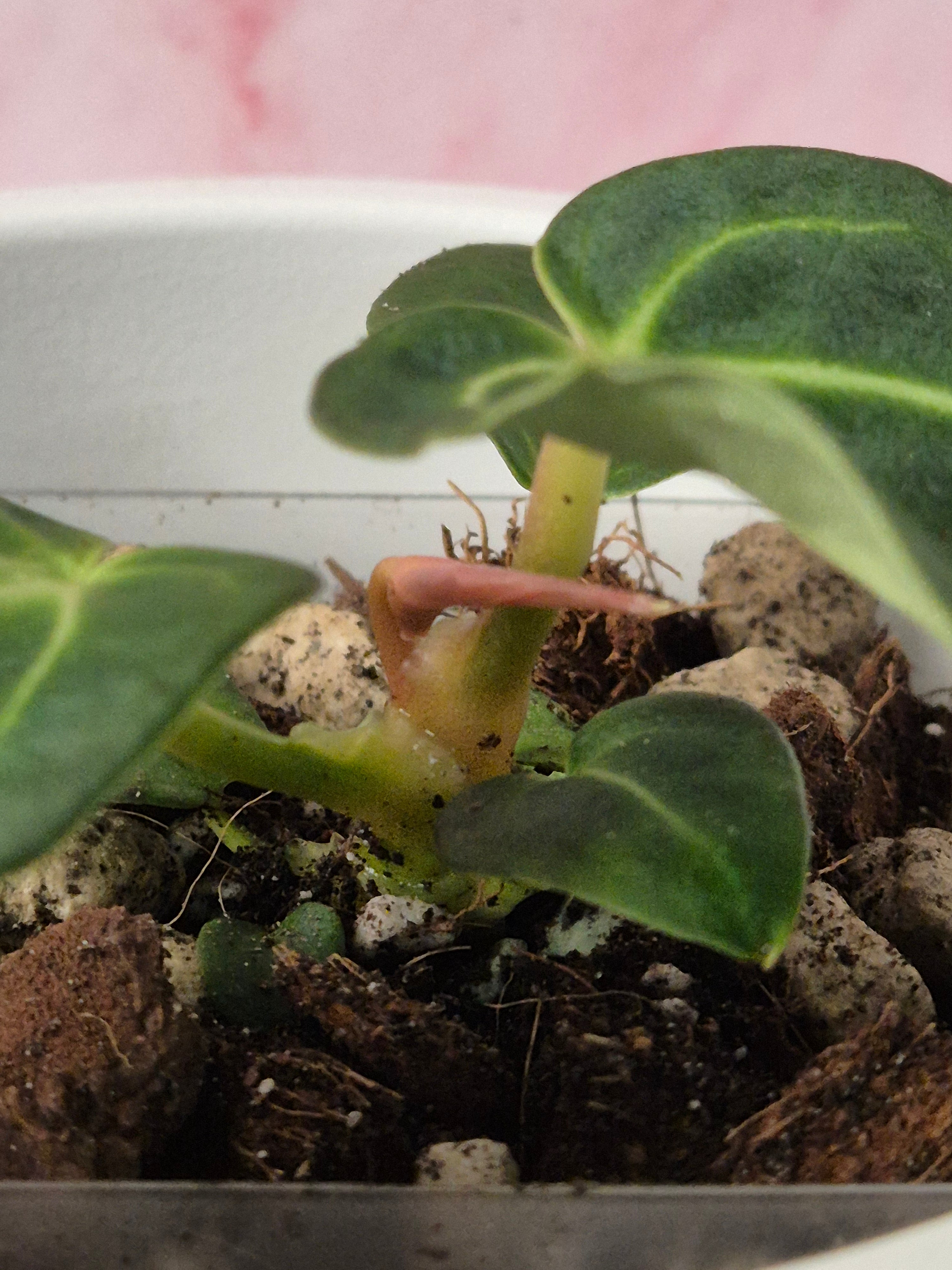 Anthurium Regale #11