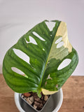 Monstera Obliqua variegated #1