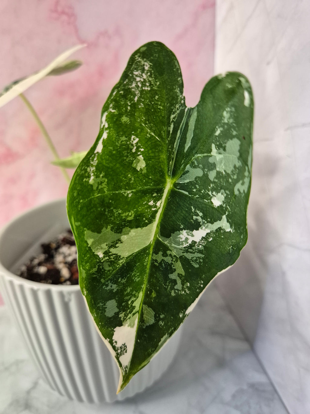 Alocasia Micholitziana Frydek Variegated #6