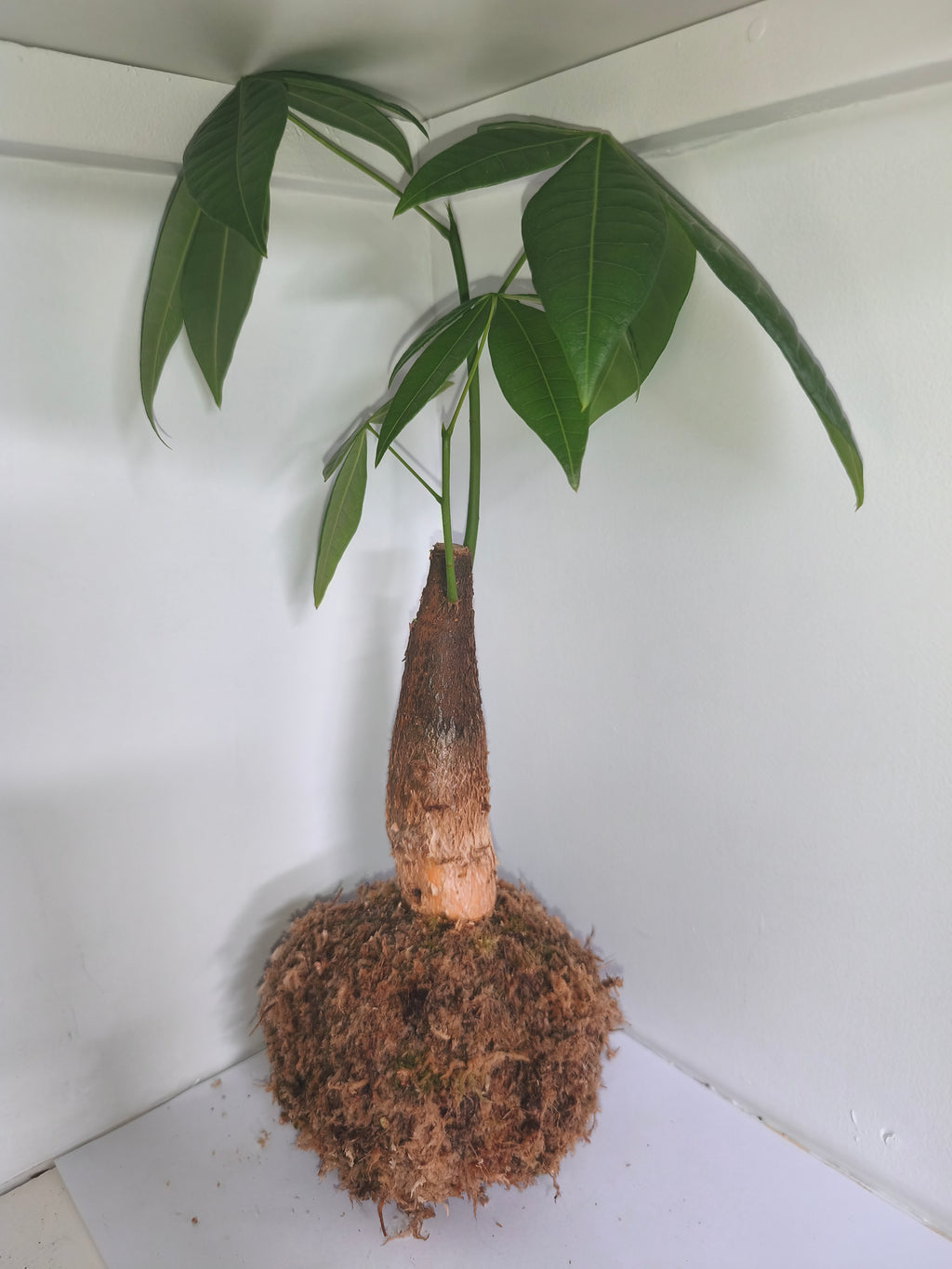 Kokedama #3