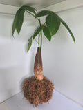 Kokedama #3