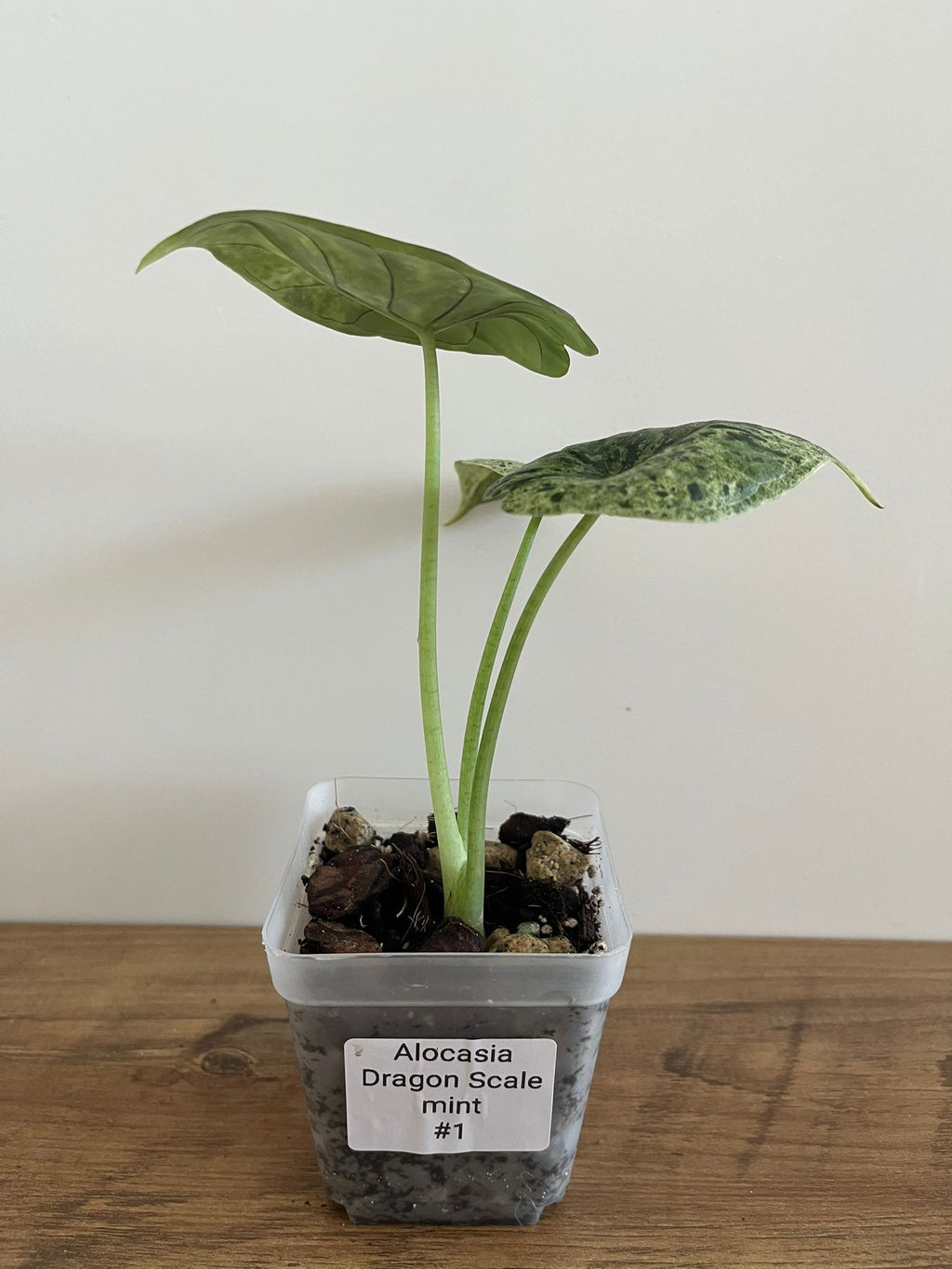 Alocasia Dragon Scale mint #1
