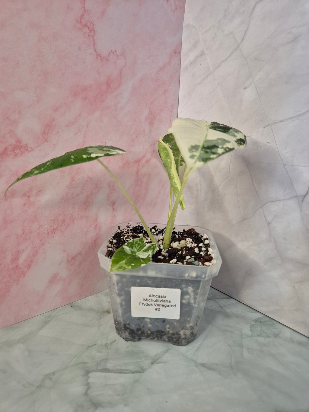 Alocasia Micholitziana Frydek Variegated #2