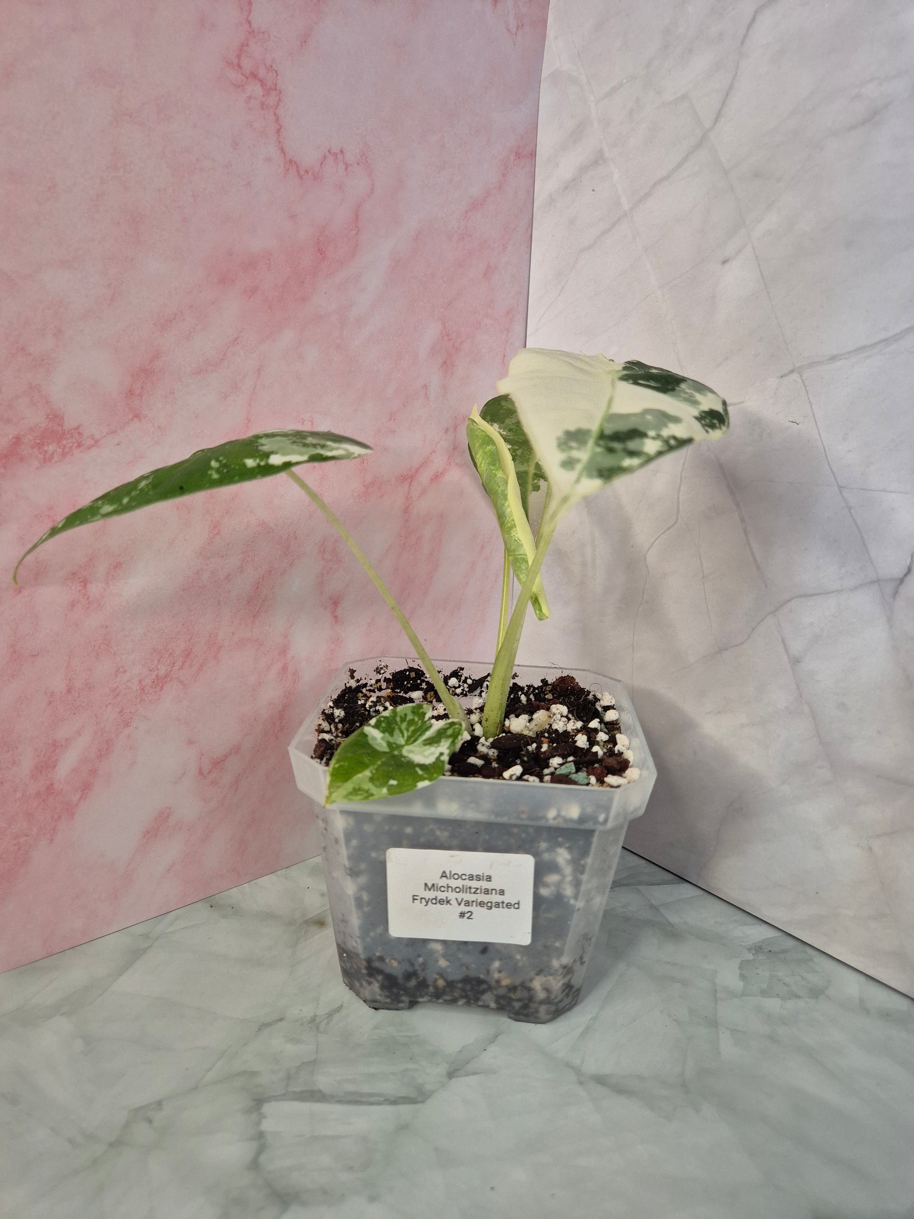 Alocasia Micholitziana Frydek Variegated #2