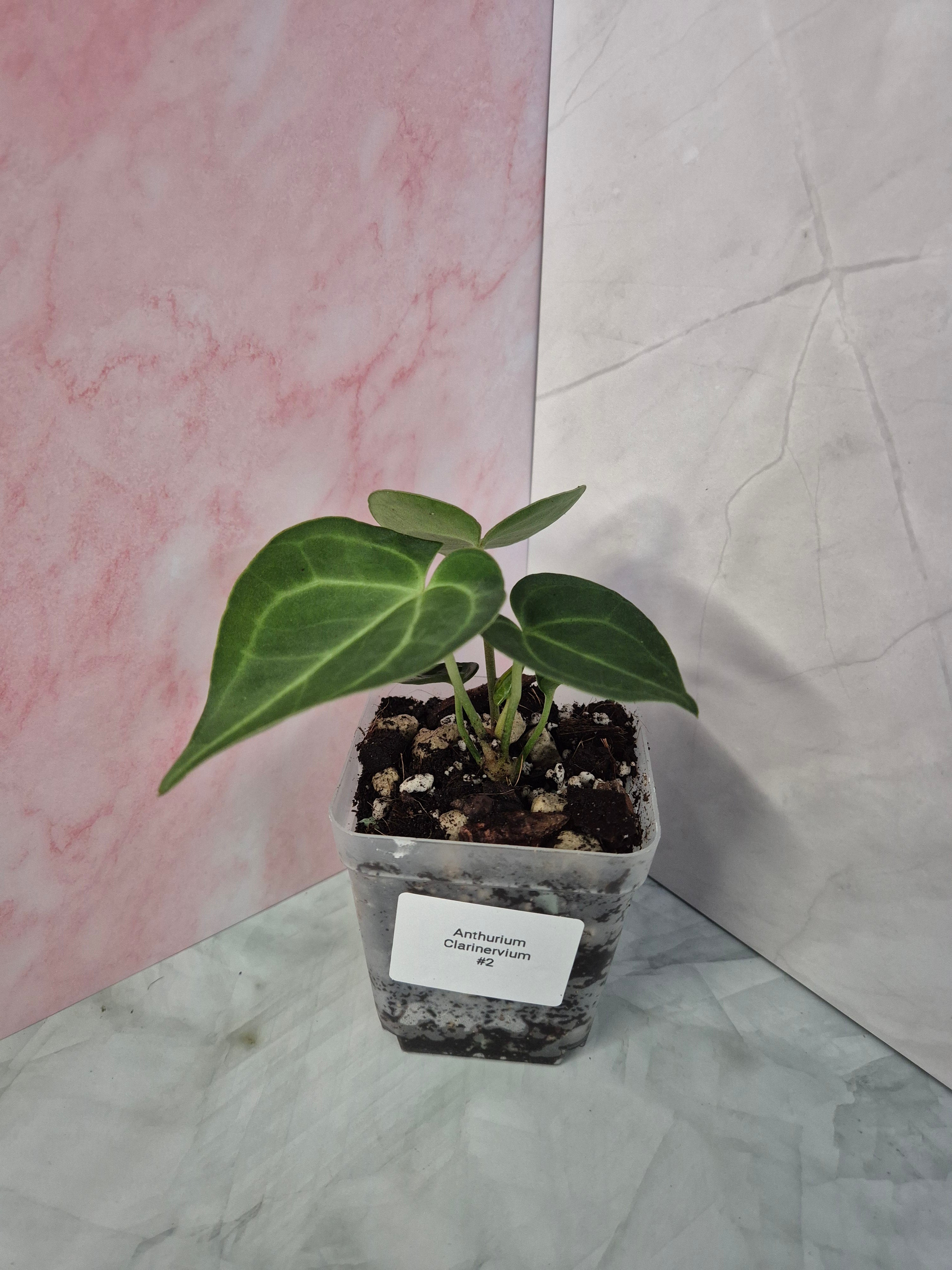Anthurium Clarinervium #2
