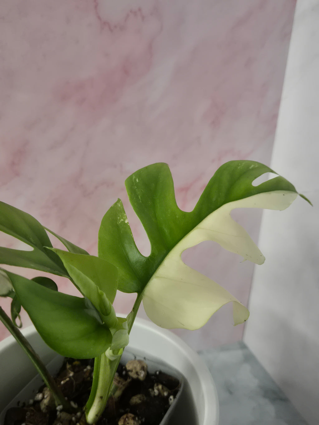 Monstera Minima Variegated #6 (Rhaphidophora Tetrasperma Variegated)