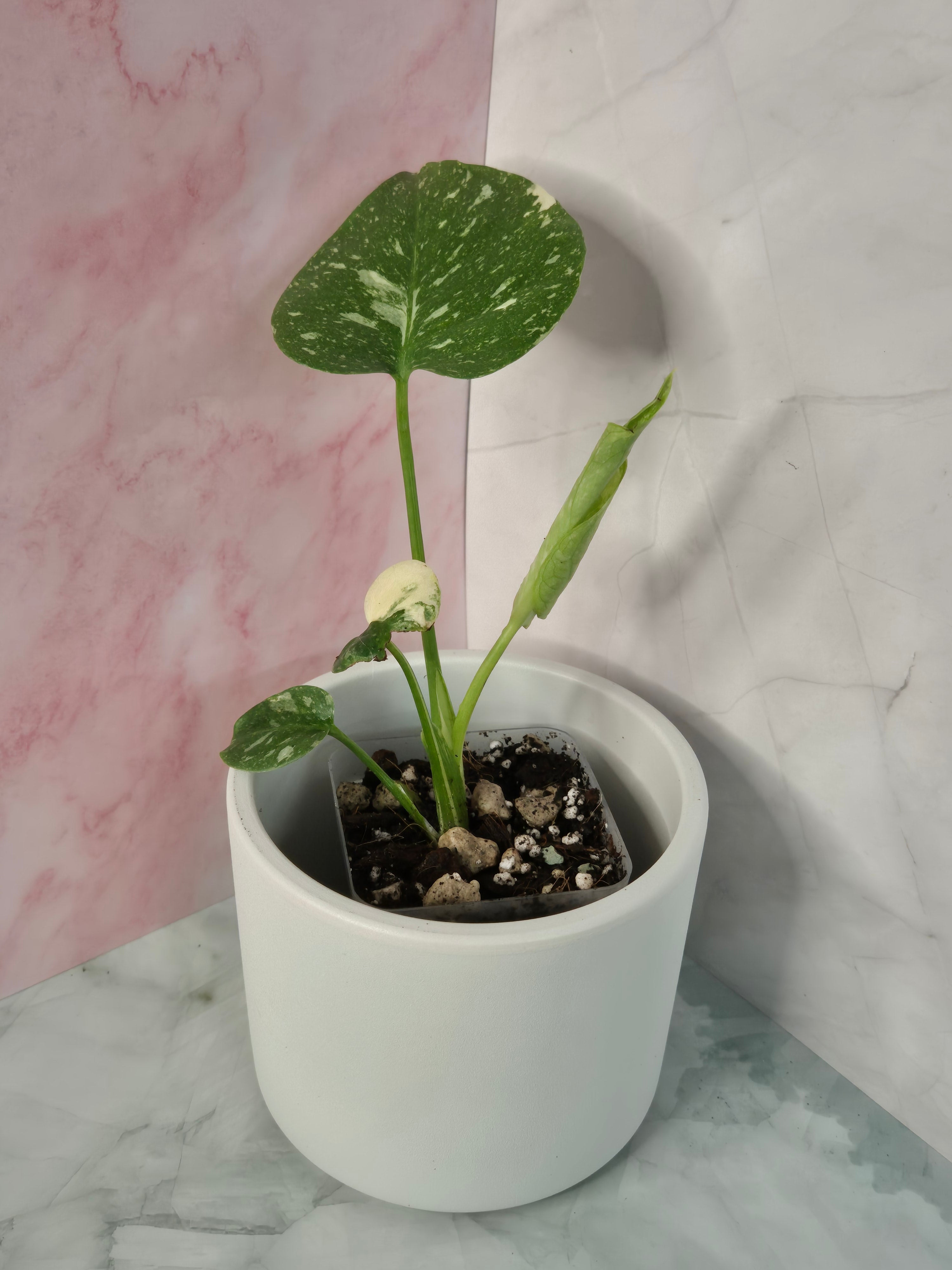 Monstera Thai Constellation #24