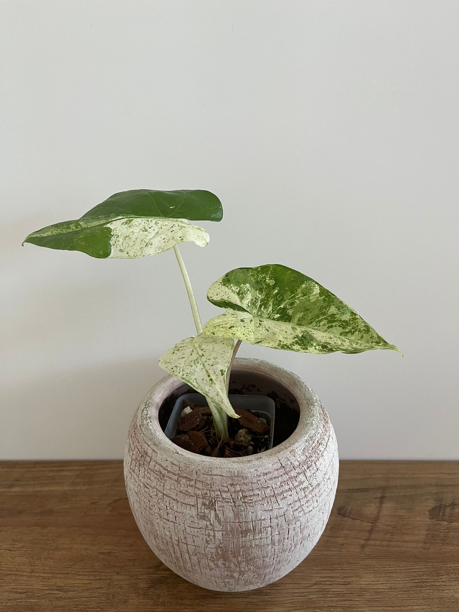 Alocasia Macrorrhiza splash #10