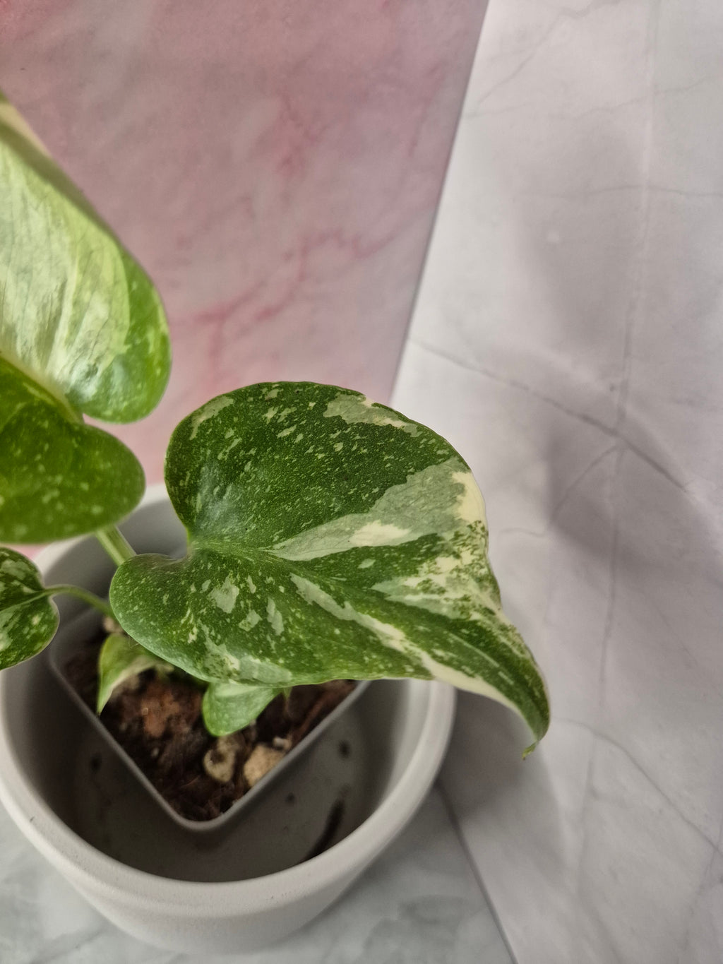 Monstera Thai Constellation #13