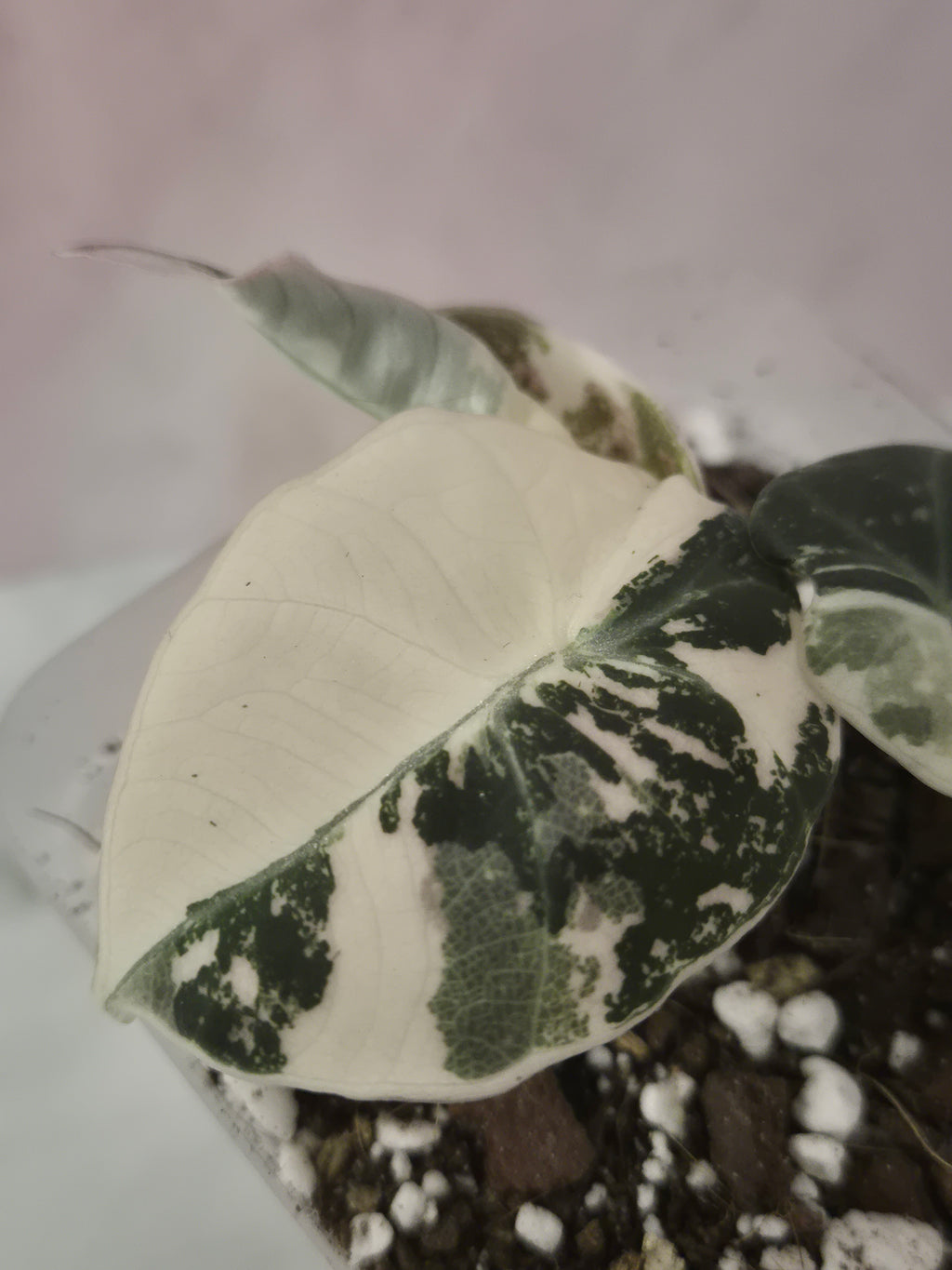 Alocasia Black Velvet Pink Variegata #1