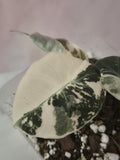 Alocasia Black Velvet Pink Variegata #1