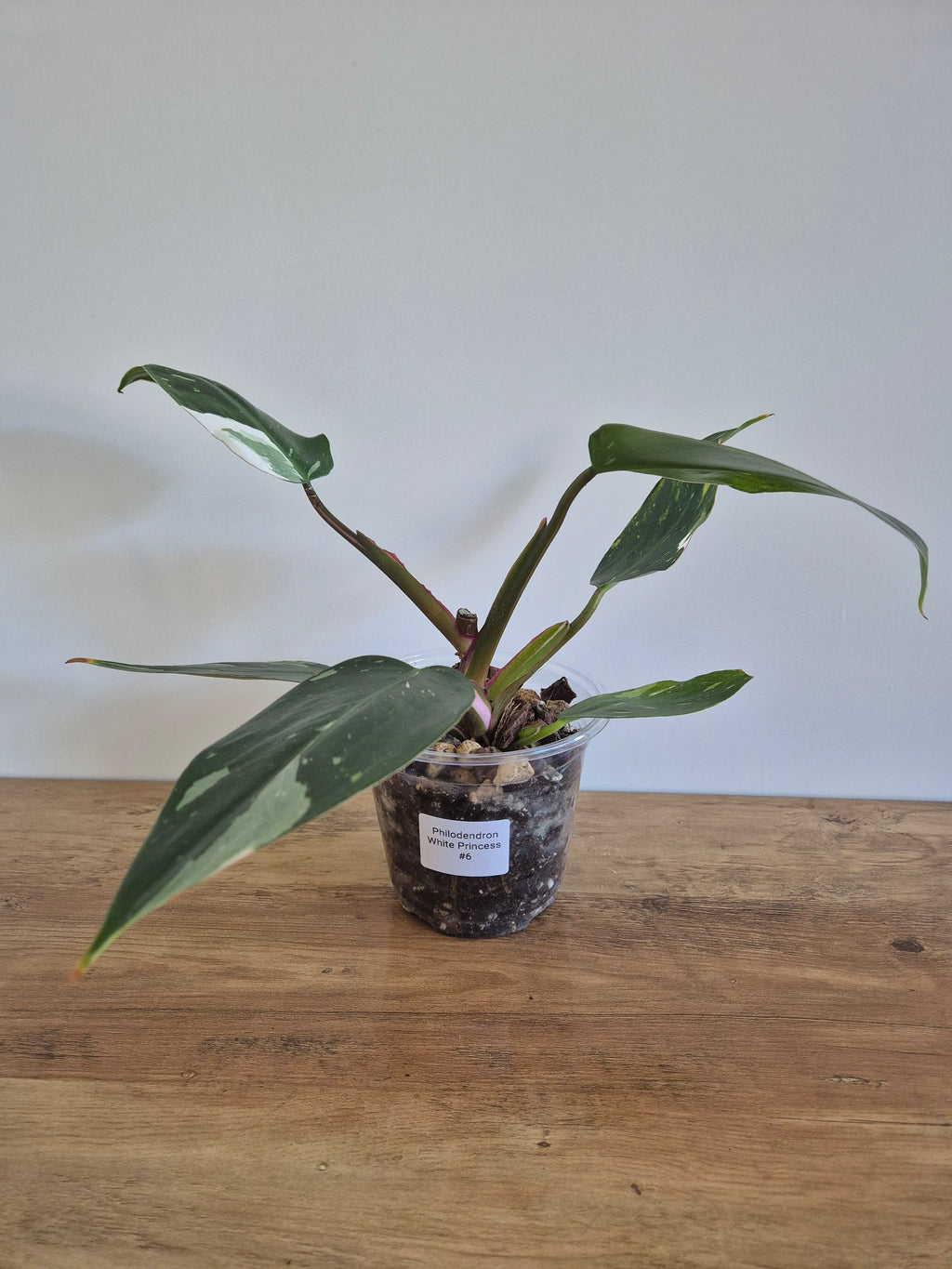 Philodendron White Princess #6