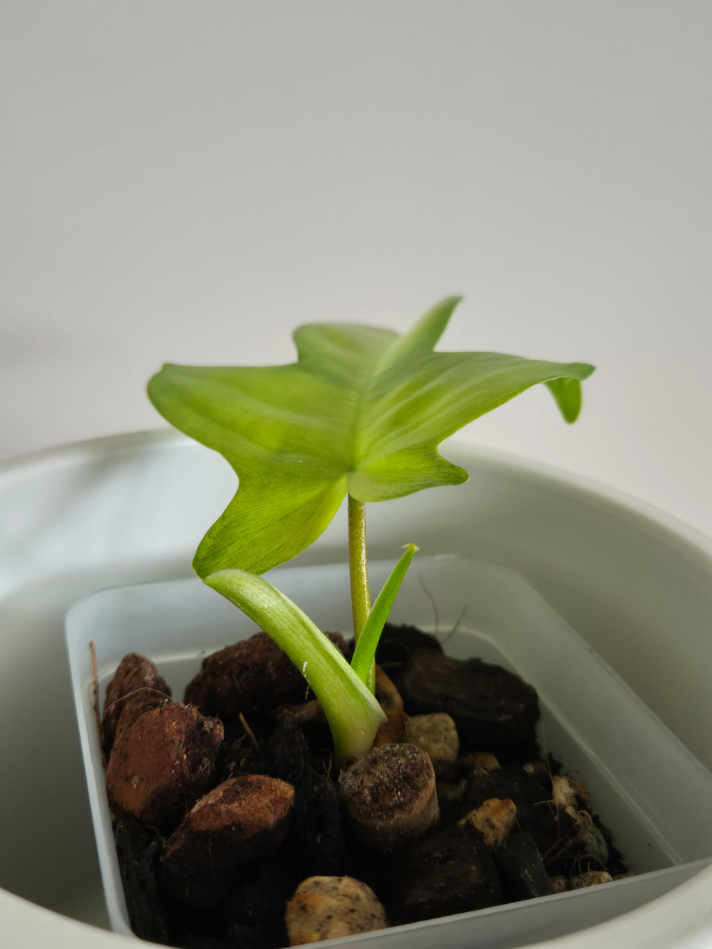 Philodendron Florida Ghost #1