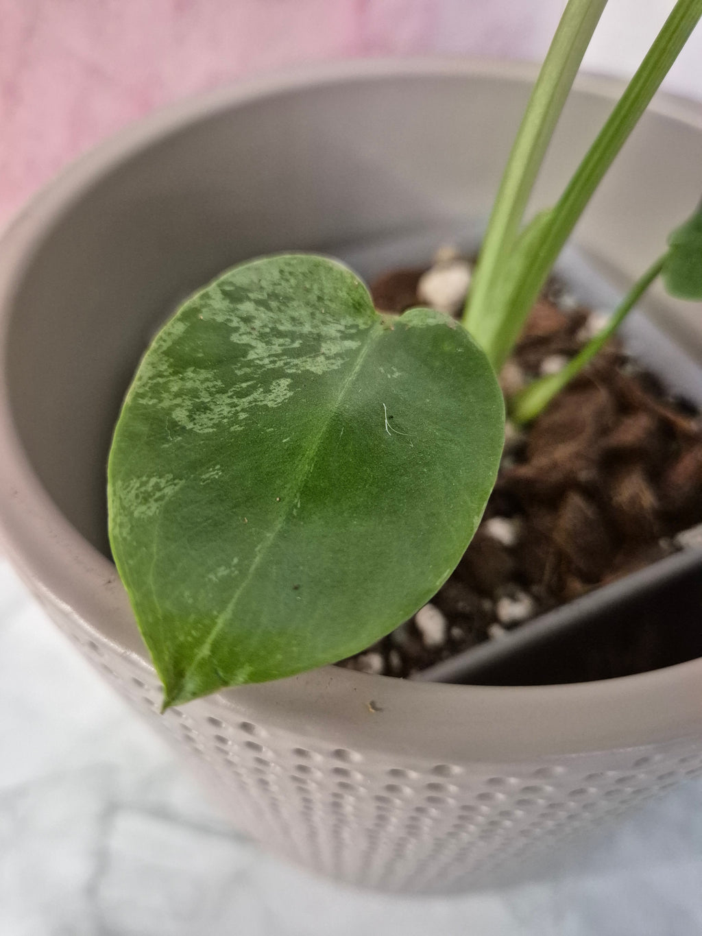 Monstera Deliciosa Bulbasaur #2