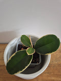 Hoya Australis Variegated #2