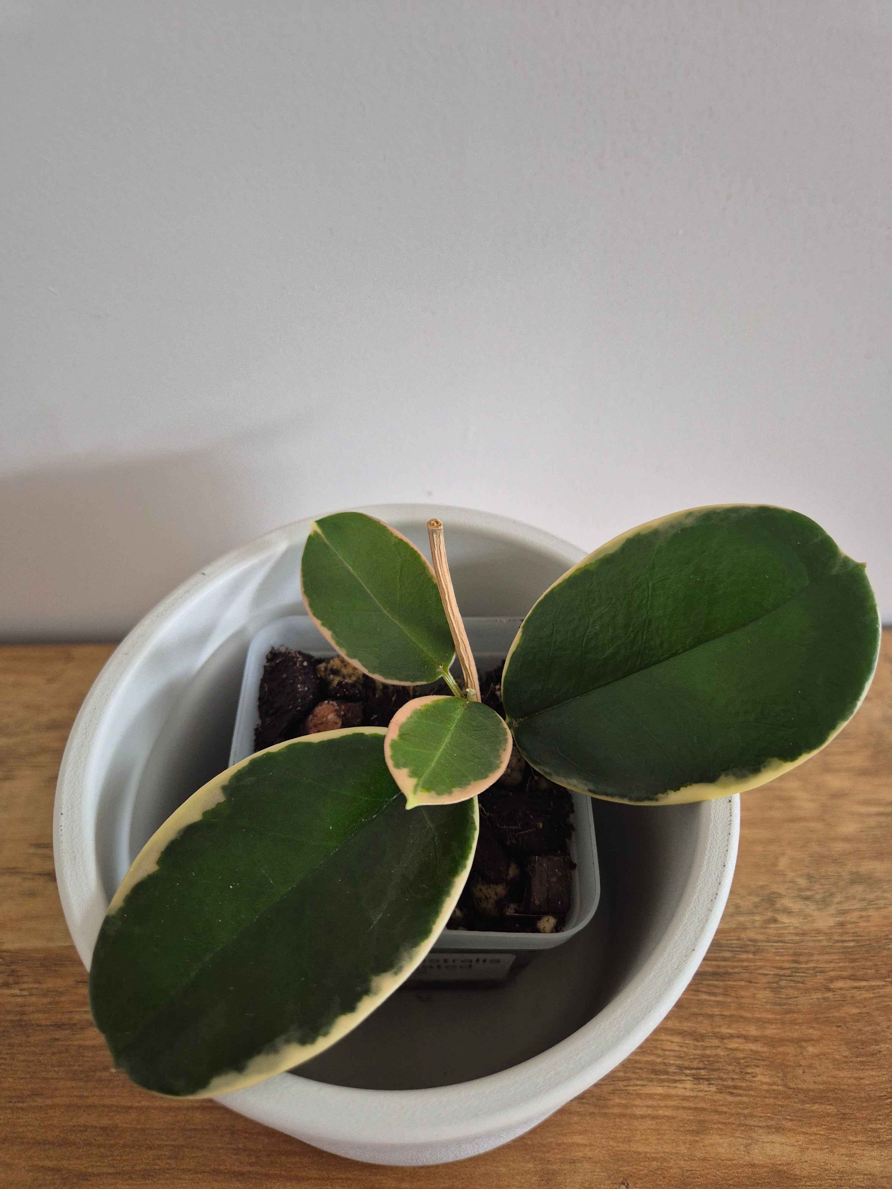 Hoya Australis Variegated #2