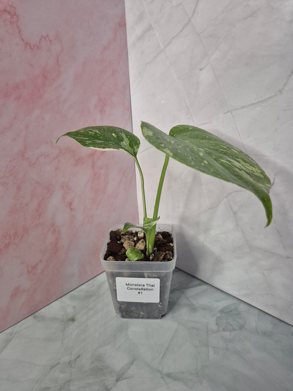 Monstera Thai Constellation #1
