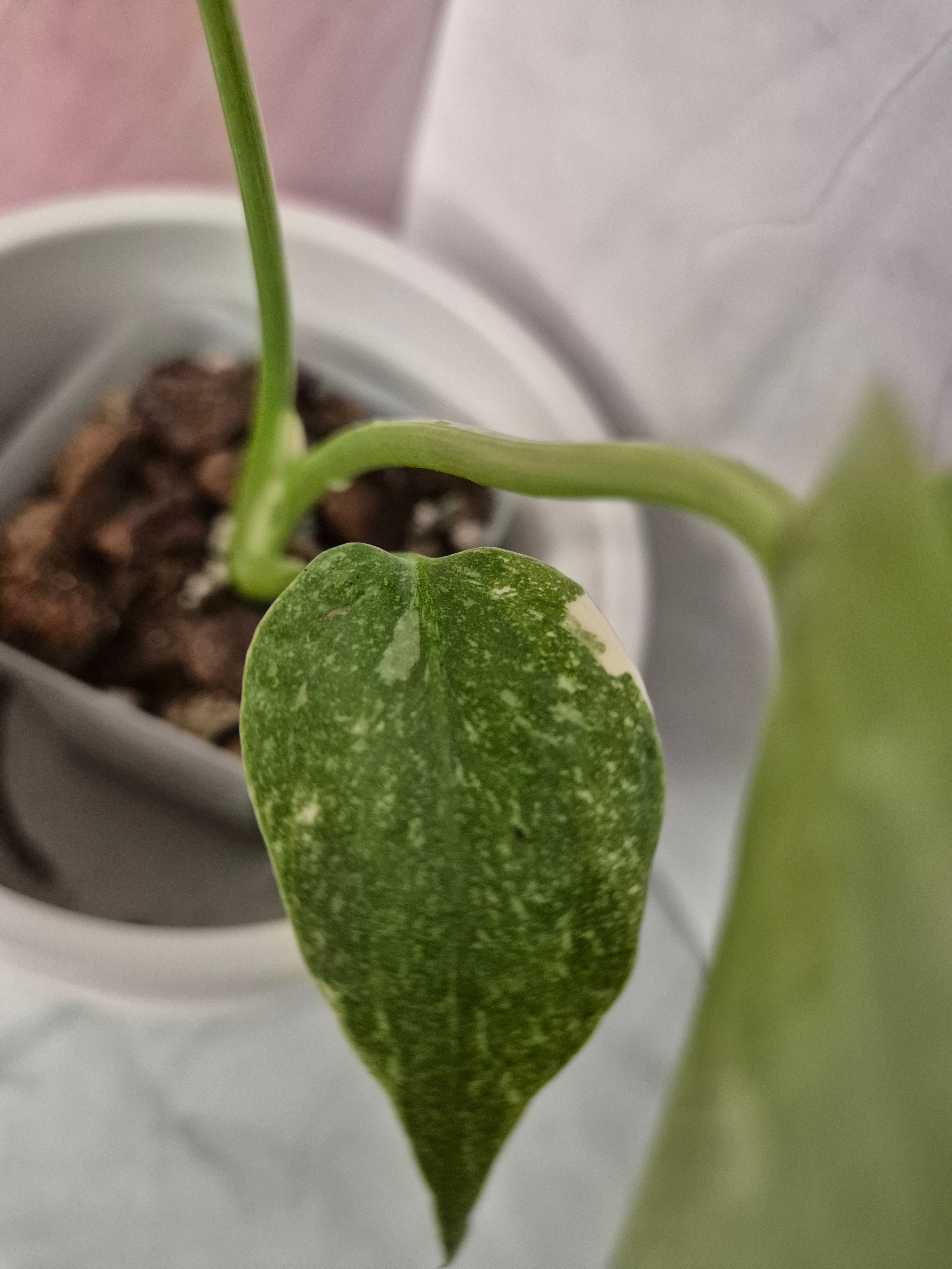Monstera Thai Constellation #14